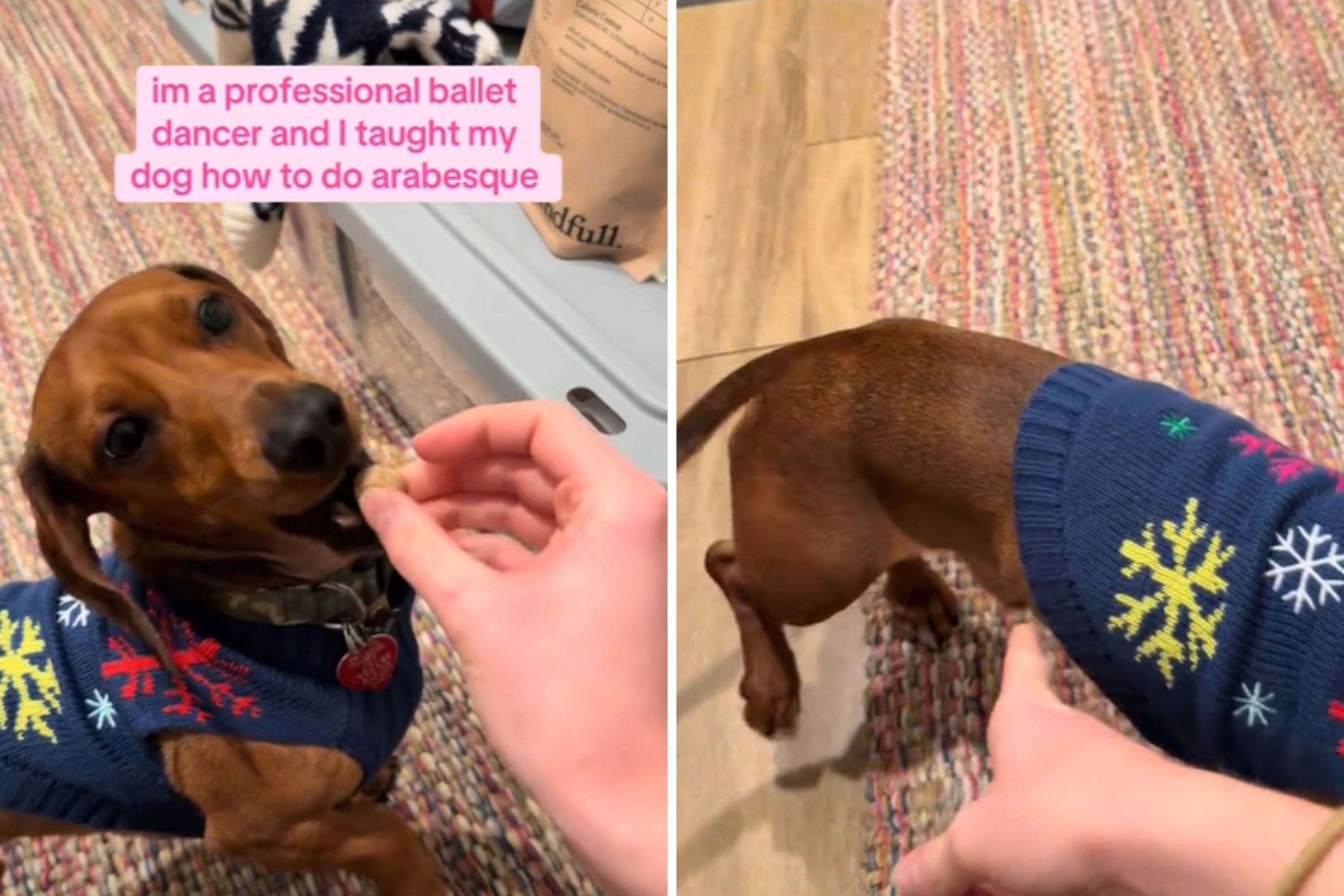 Professional Dancer Trains Dog to Perform New Skill: Coming for My Job