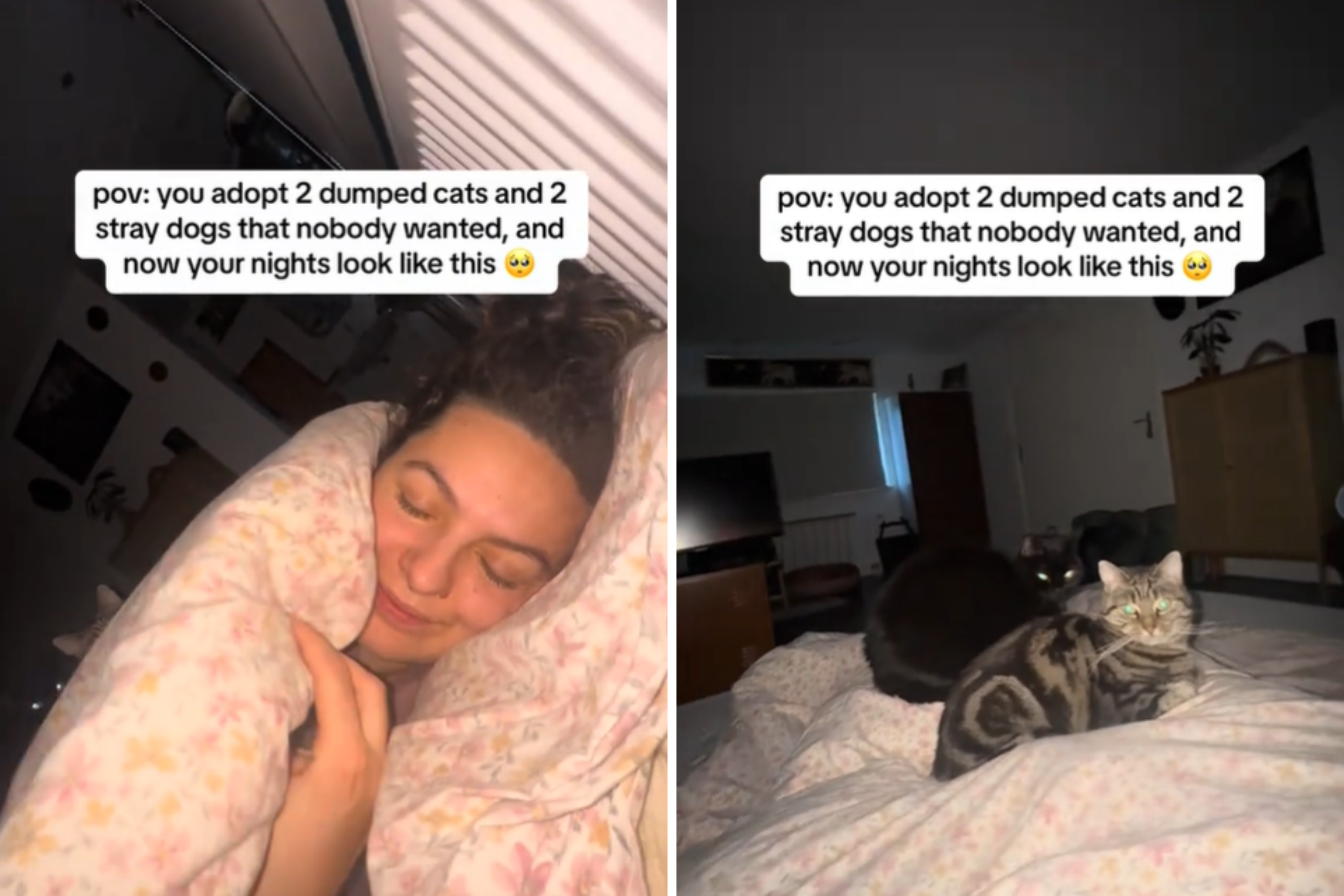 Woman's Bedtime Routine With 4 Rescue Pets Leaves Internet Obsessed