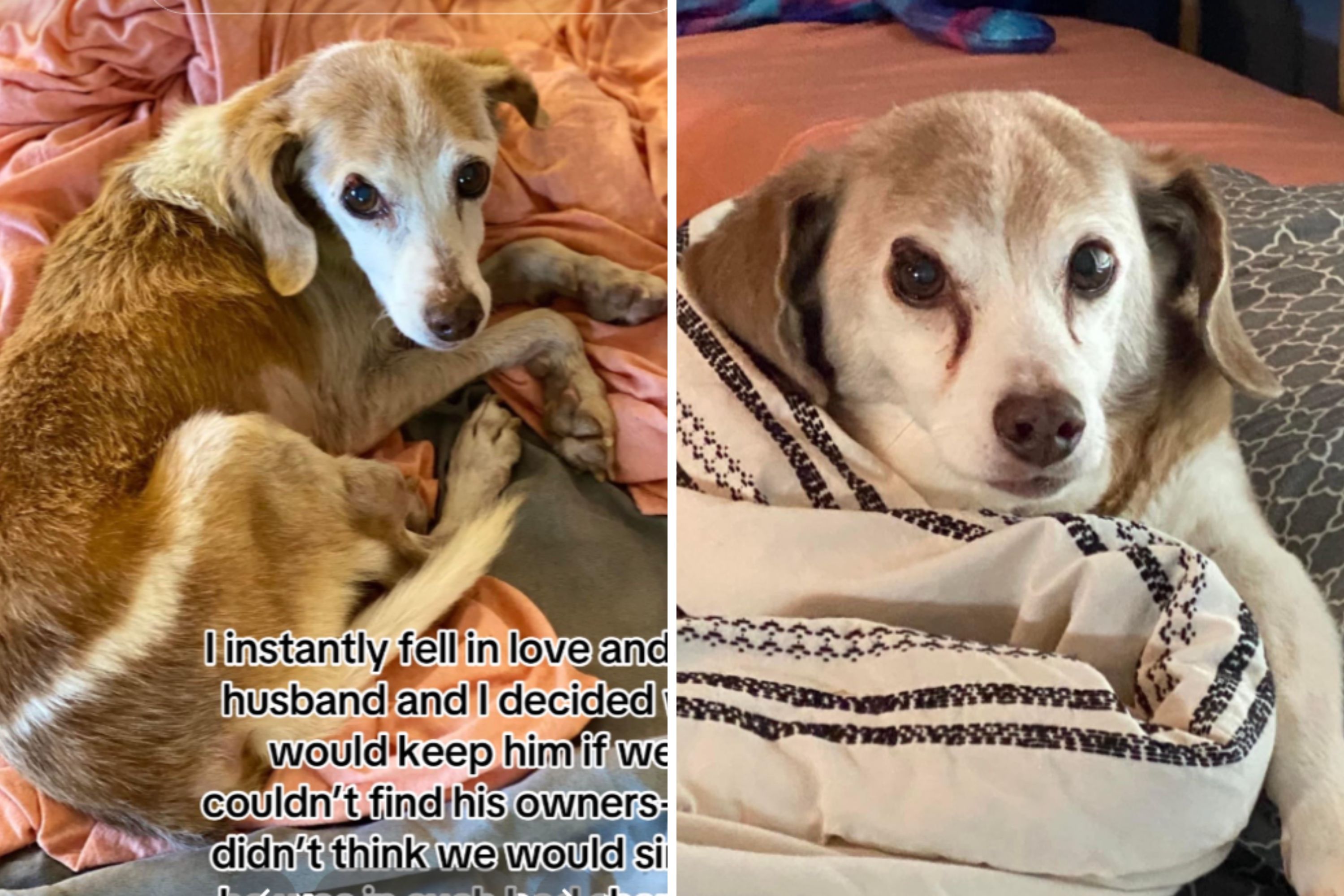 Couple adopts senior dog found on roadside, gives him final years of love