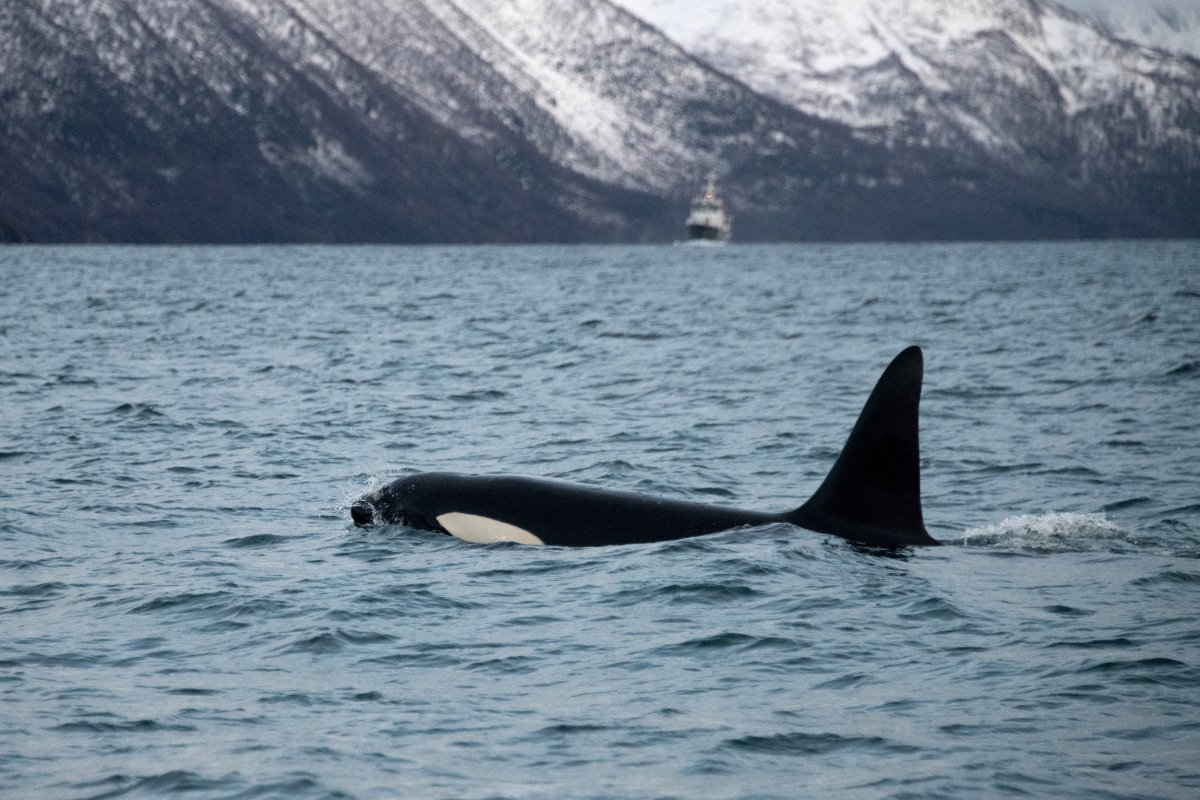 Orca who carried dead calf 1,000 miles gives birth again