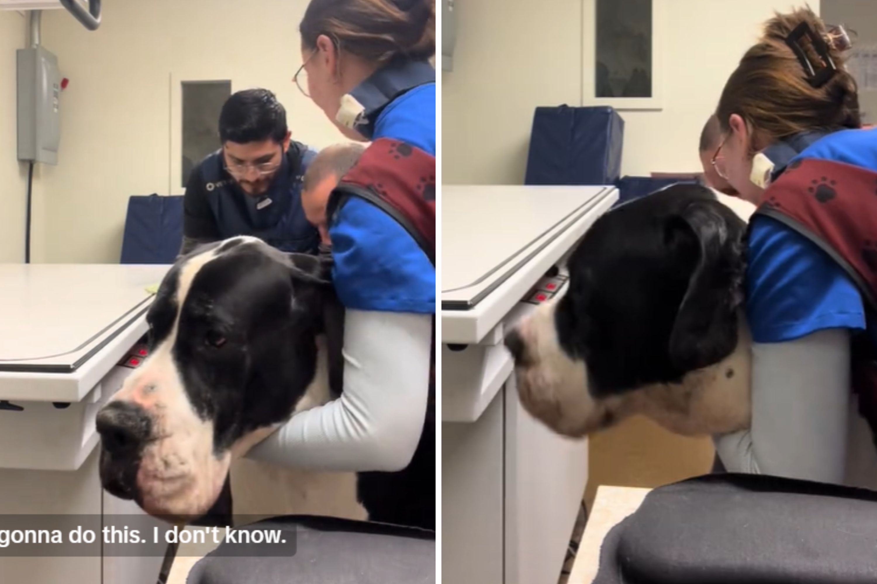 At Vet, 220-Pound Great Dane Needs to Be Lifted Onto X-Ray Table—at 5 A.M.