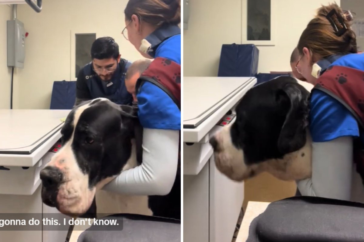 Employees try lifting Great Dane