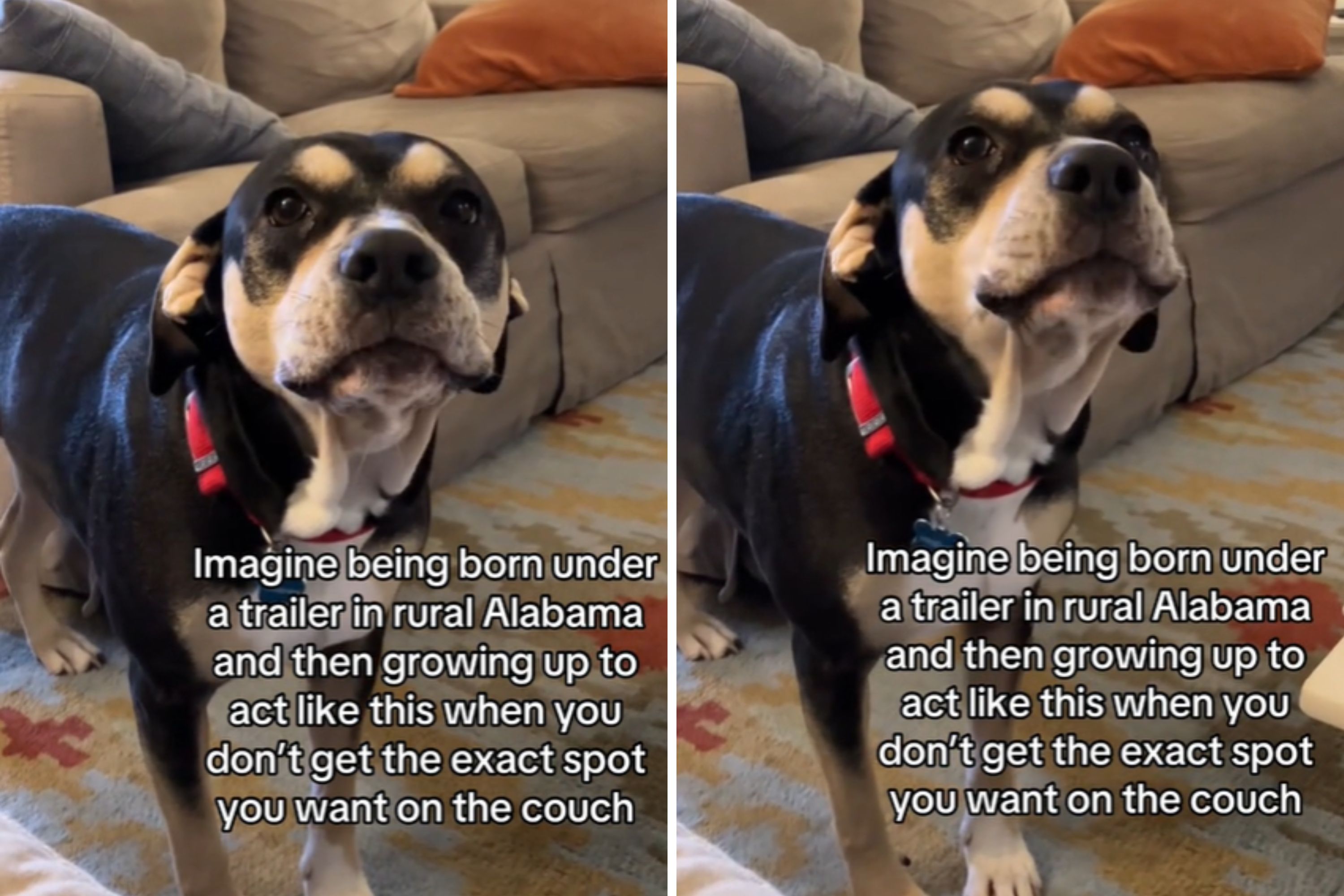 Hysterics Over Rescue Dog Demanding Certain Couch Spot: 'Rules She Made'