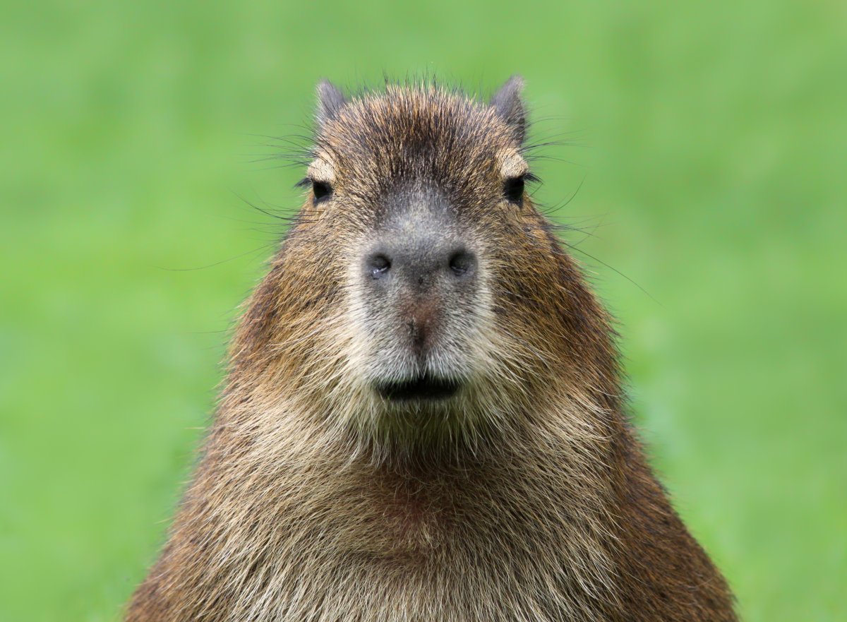 a capybara in the wild