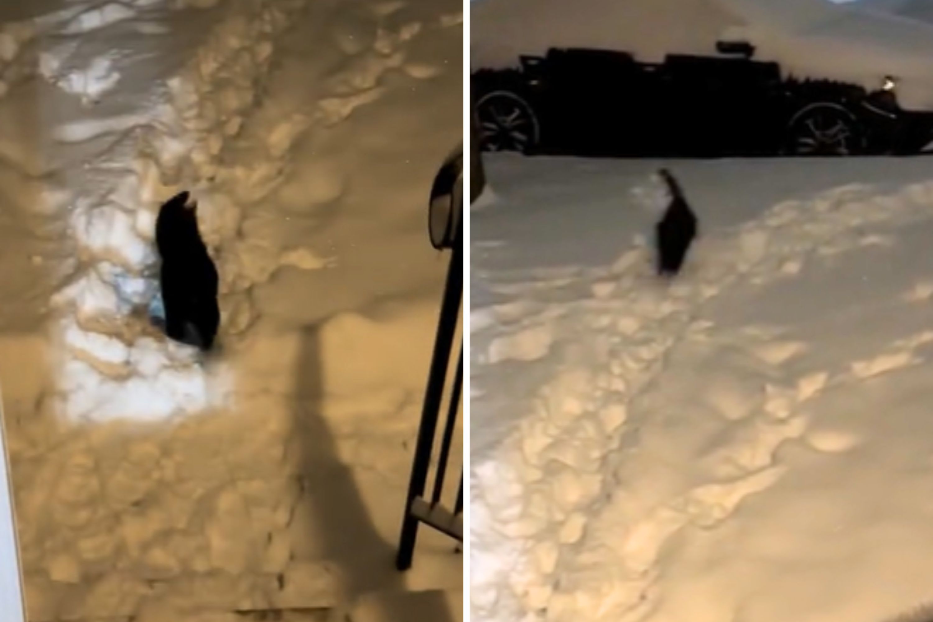 Indoor Cat Quickly Realizes Outside Is No Place for Him: 'Bad Idea'