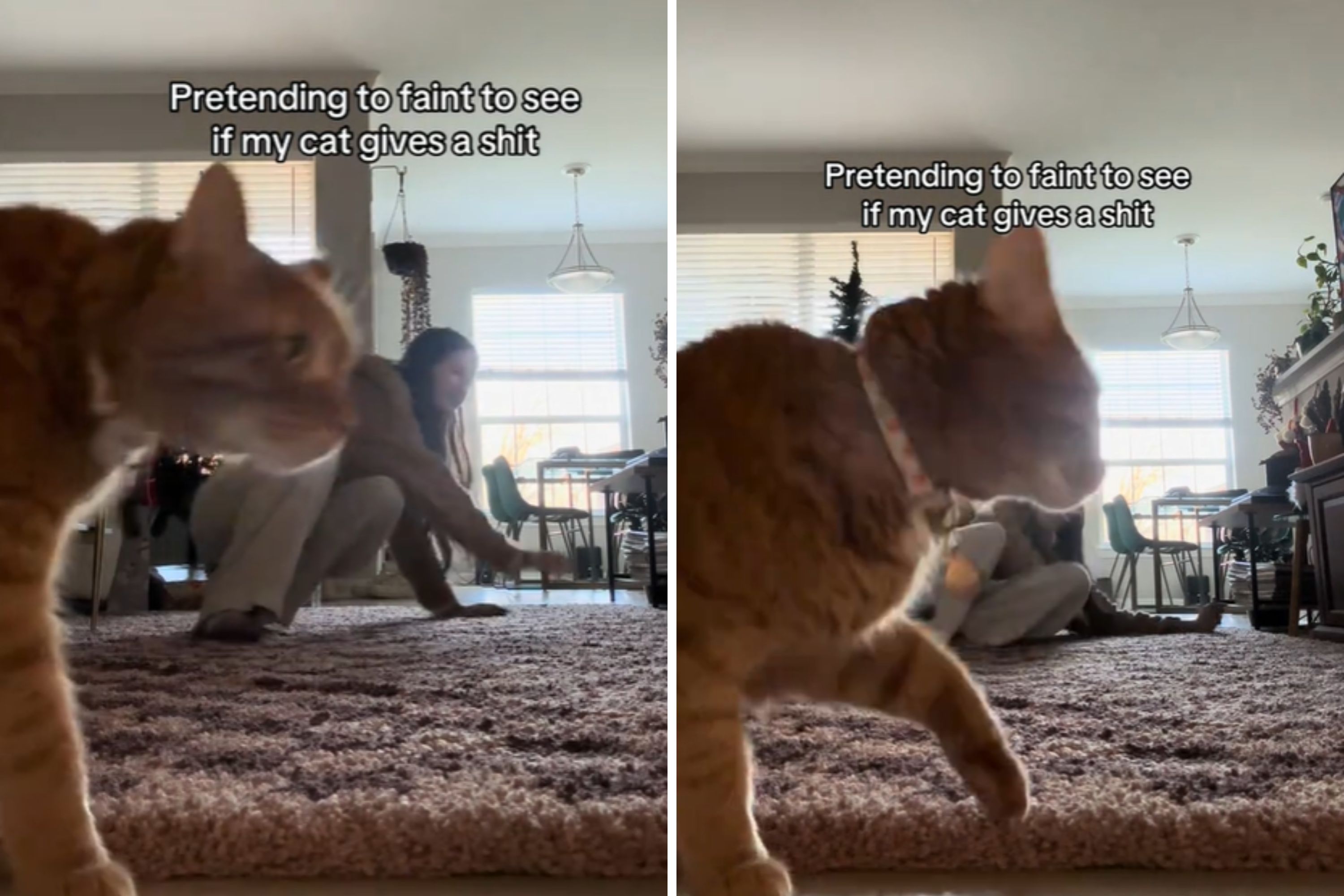 Cat Owner Pretends to Faint to See What Cat Does—Reaction Shocks No One