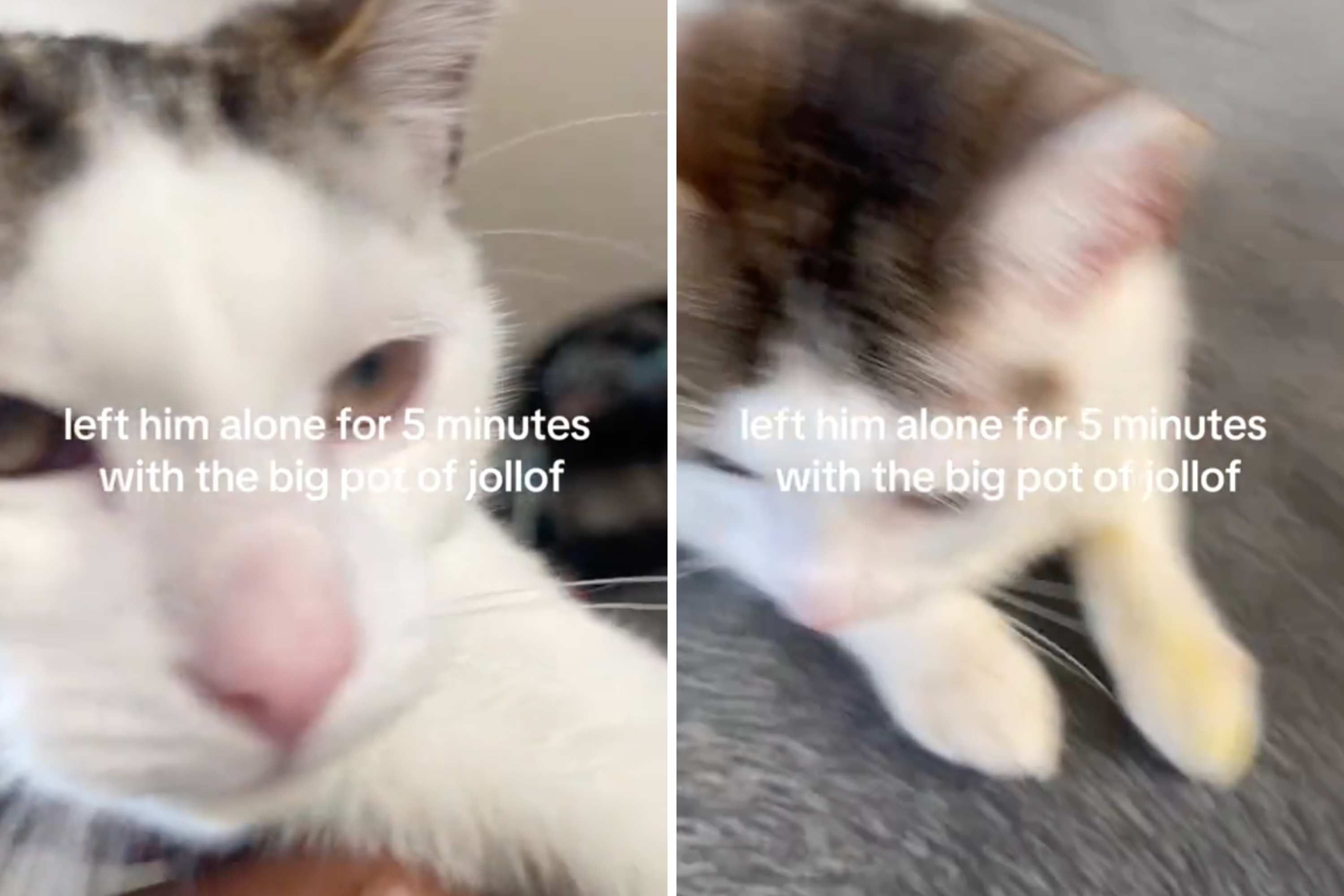 Owner Leaves Cat for 5 Minutes—His Paws Quickly Reveal What He's Been Doing