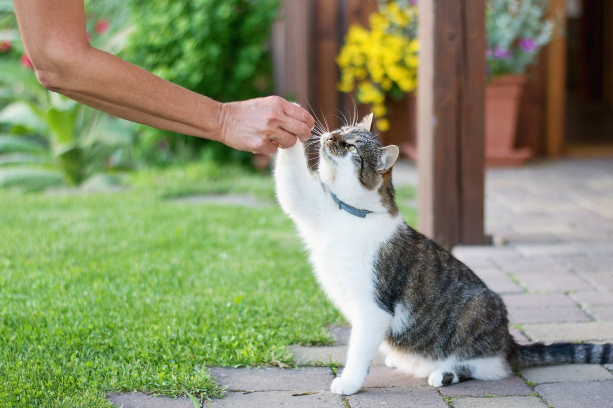 cat getting petted