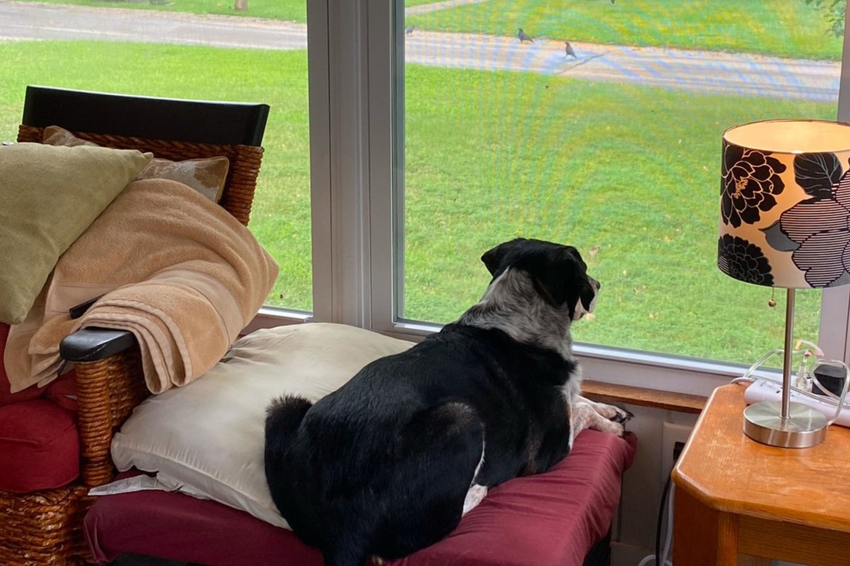 Dog looking at crows outside