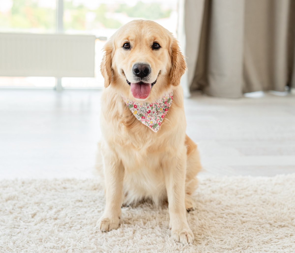 golden retriever sitting on carpet