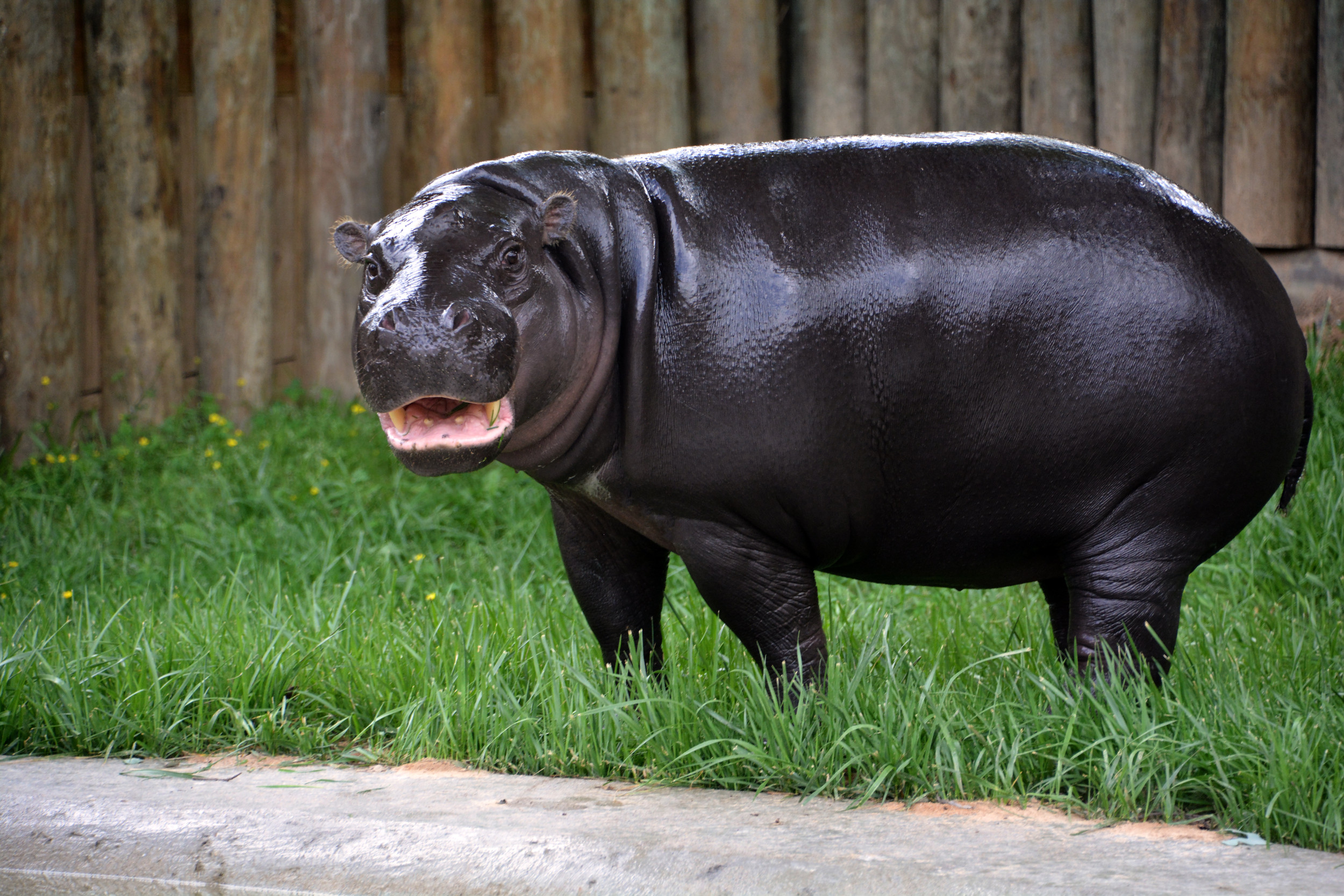 Virginia Zoo's Newborn Pygmy Hippopotamus Seen in Photos, Video