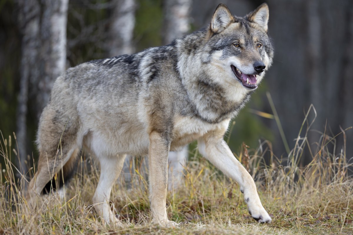 Gray Wolves Make Remarkable Comeback in California