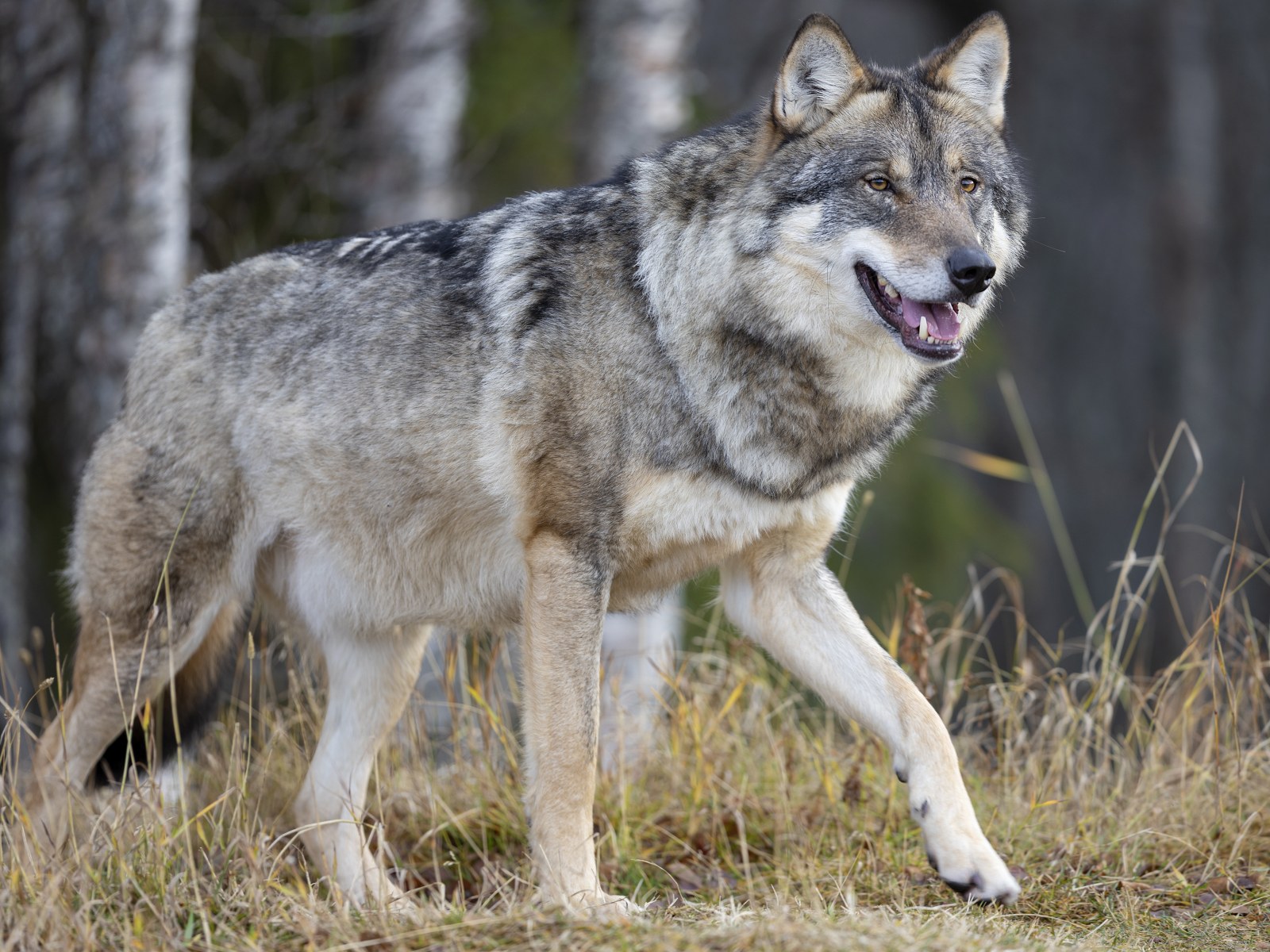 Gray Wolf Body Science Trek Science Trek gray-wolf-body-science-trek-science-trek
