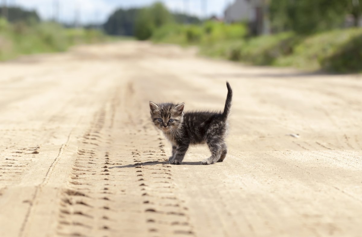 Kitten on a road.