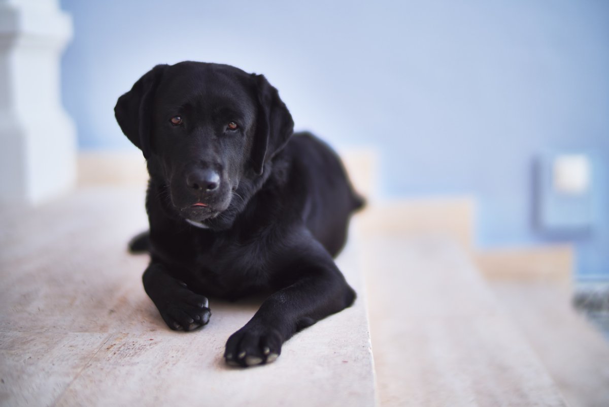 Labrador retriever