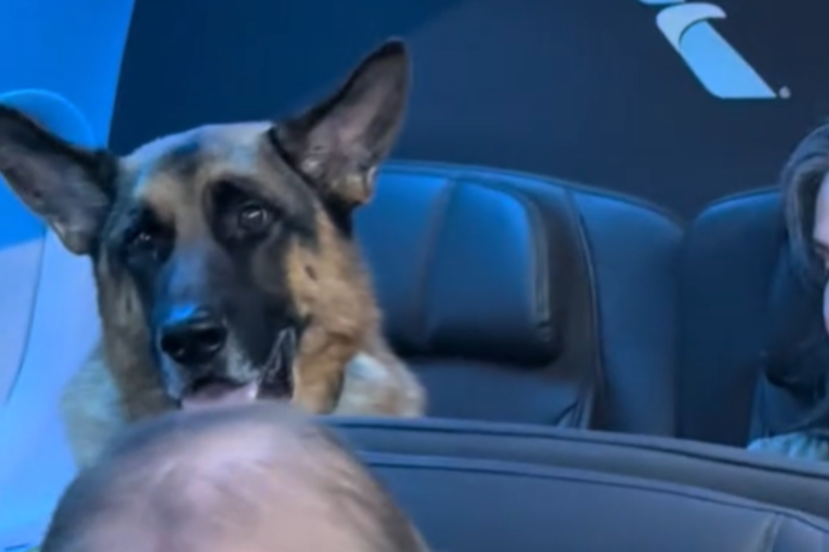 Dog sitting in plane seat