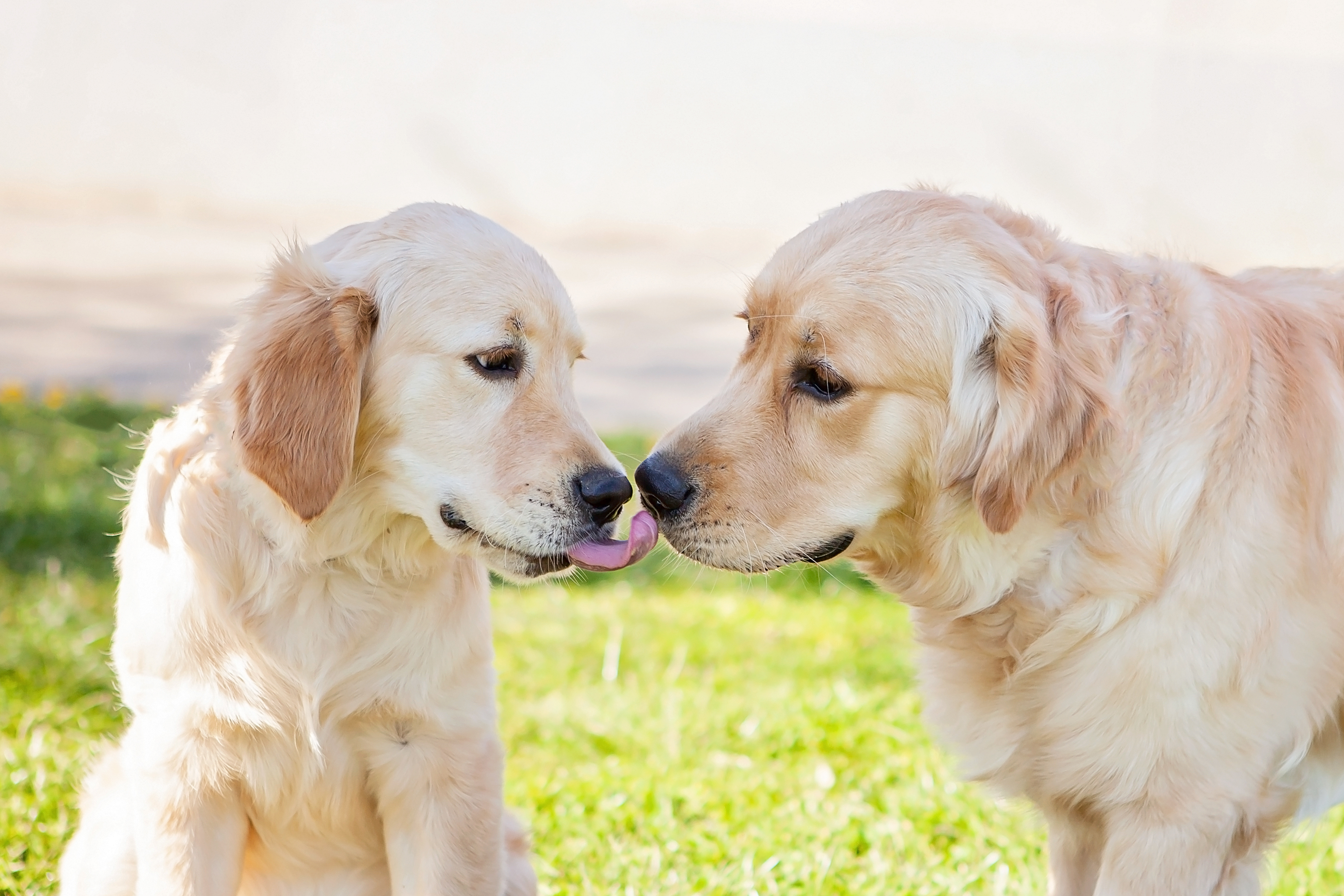 Pair of Golden Retriever 'Best Friends' Greeting Each Other Melts Hearts