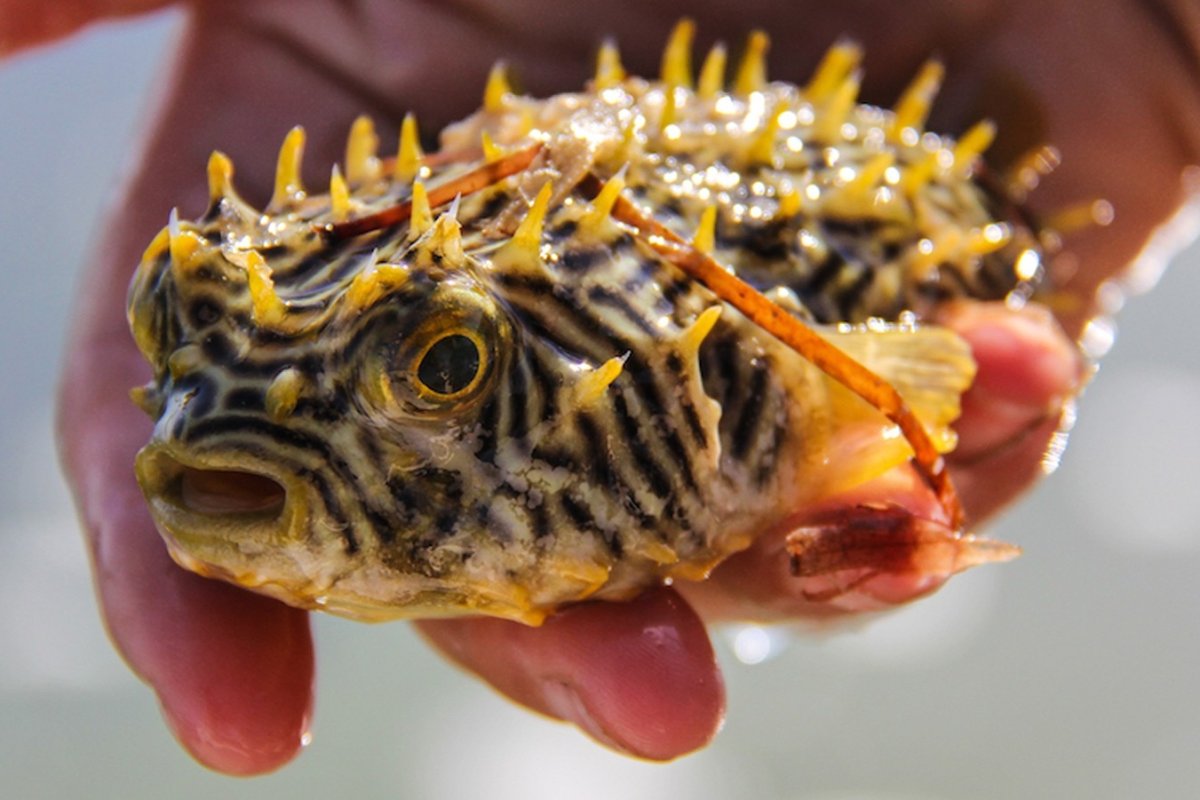 A striped burrfish from the Florida Bay