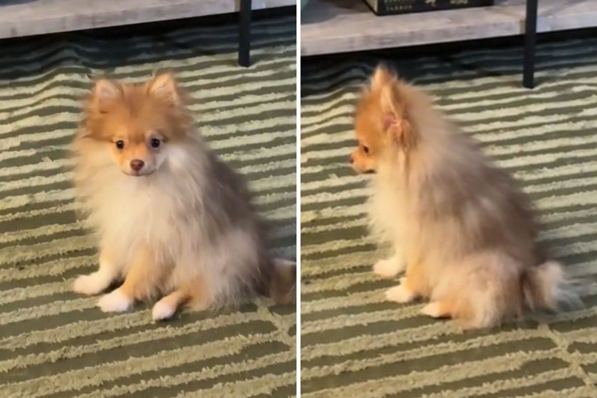 Pomeranian hurt after vaccination