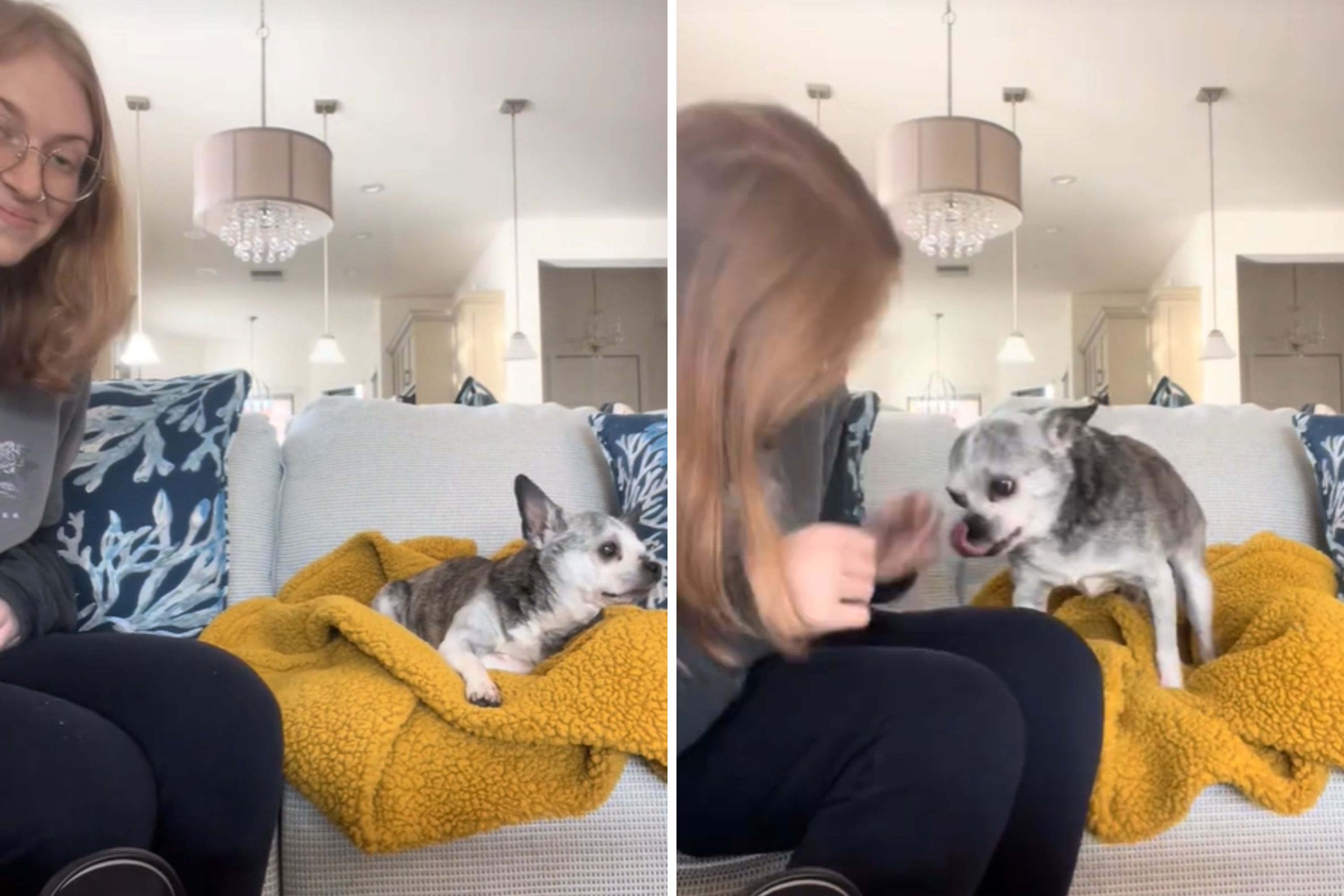 Woman Drives Hours To Surprise Senior Soul Dog, Captures Reaction on Cam