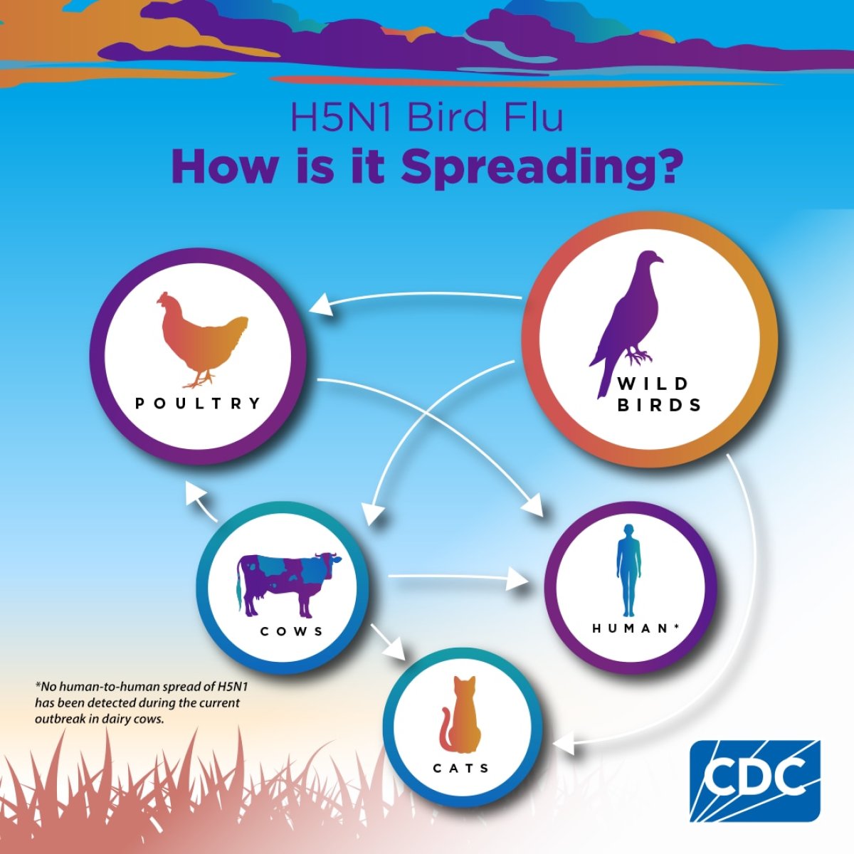 How is bird flu spreading?