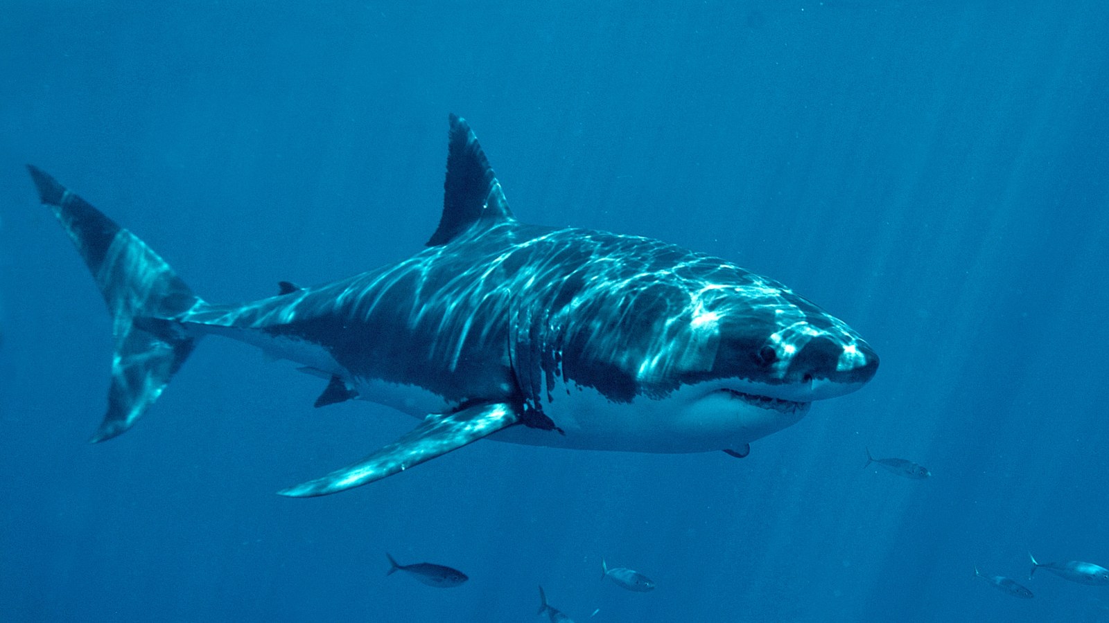 Youth Pastor Killed by Shark Attack as He Fished With Family - Newsweek