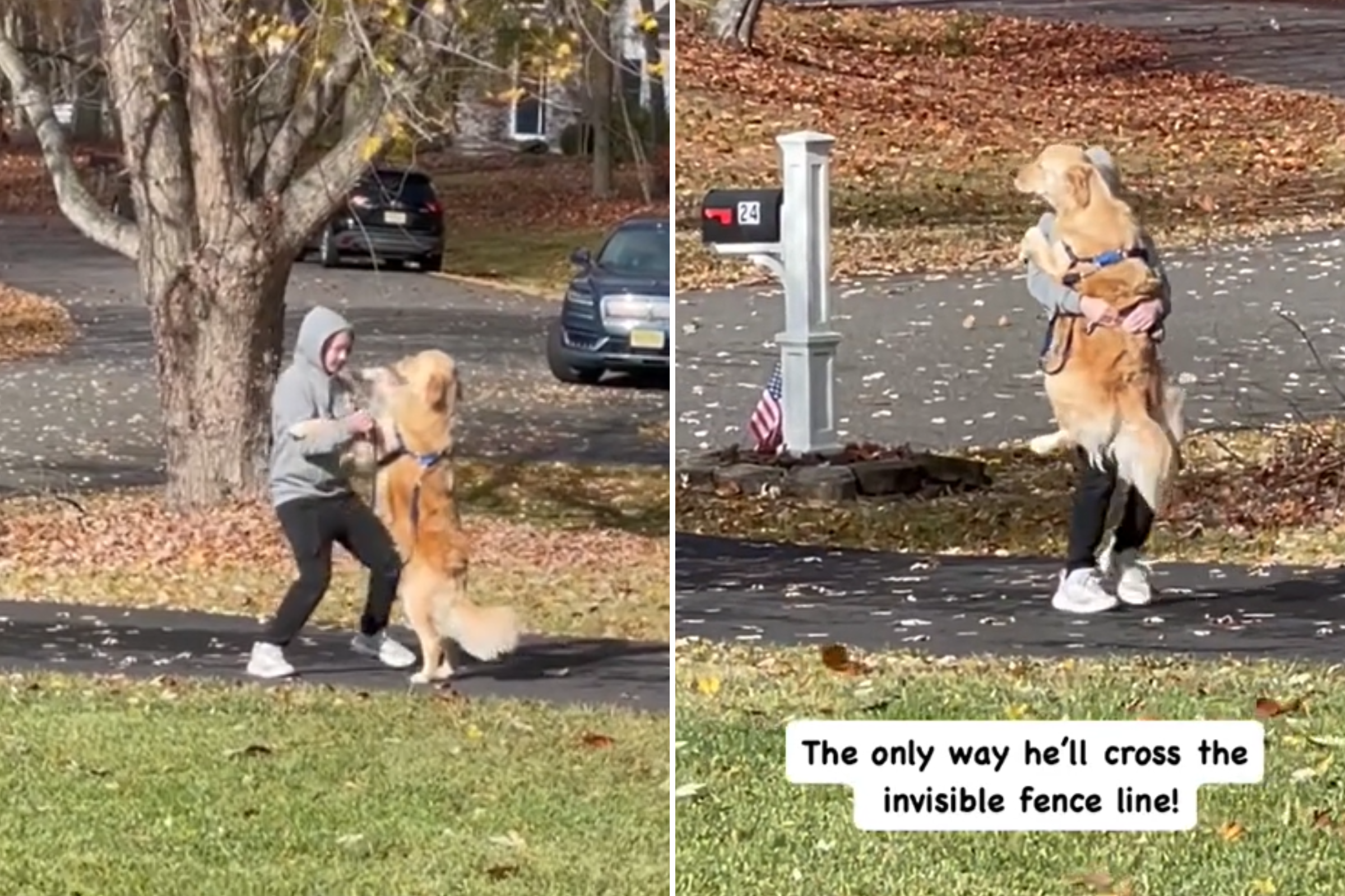 Way Owner Helps Golden Retriever To Cross 'Invisible Fence' Melts Hearts