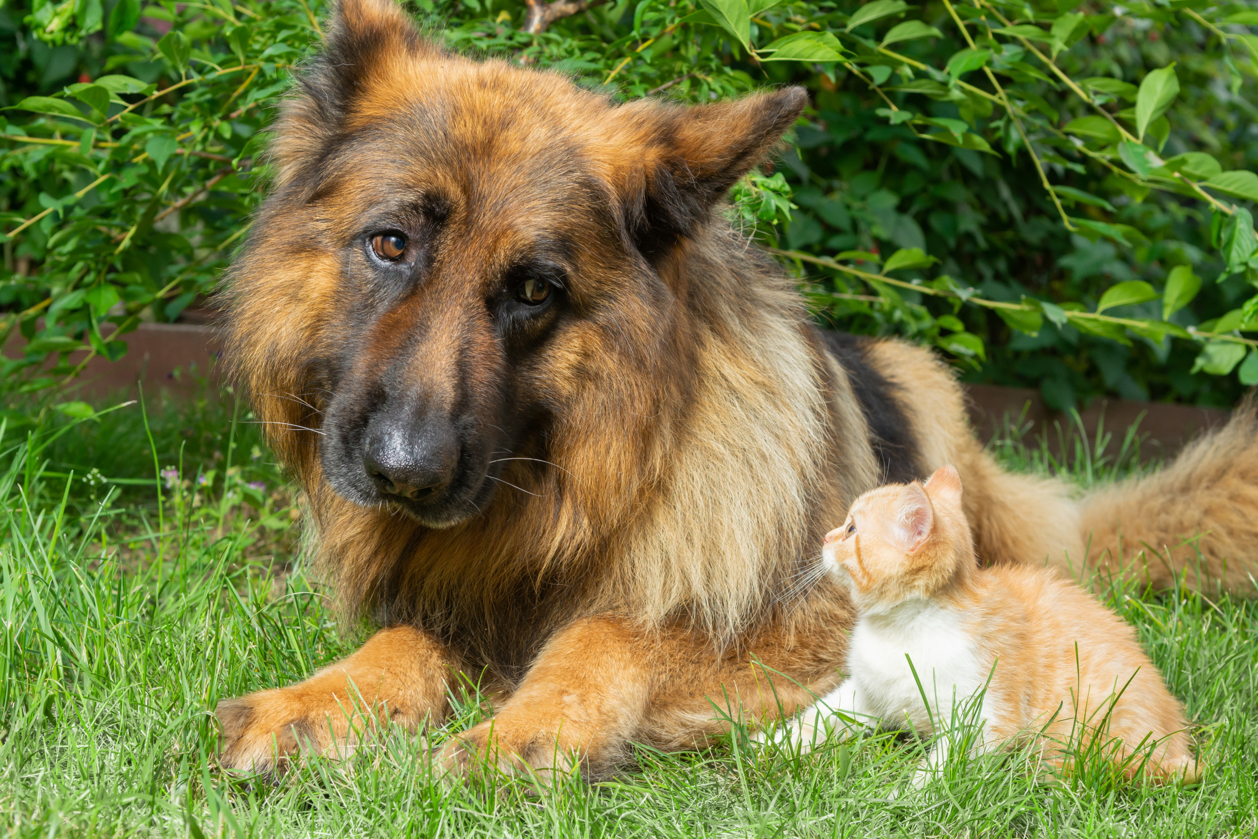 First Time New Kitten Cuddles Up to German Shepherd Sibling Melts Hearts