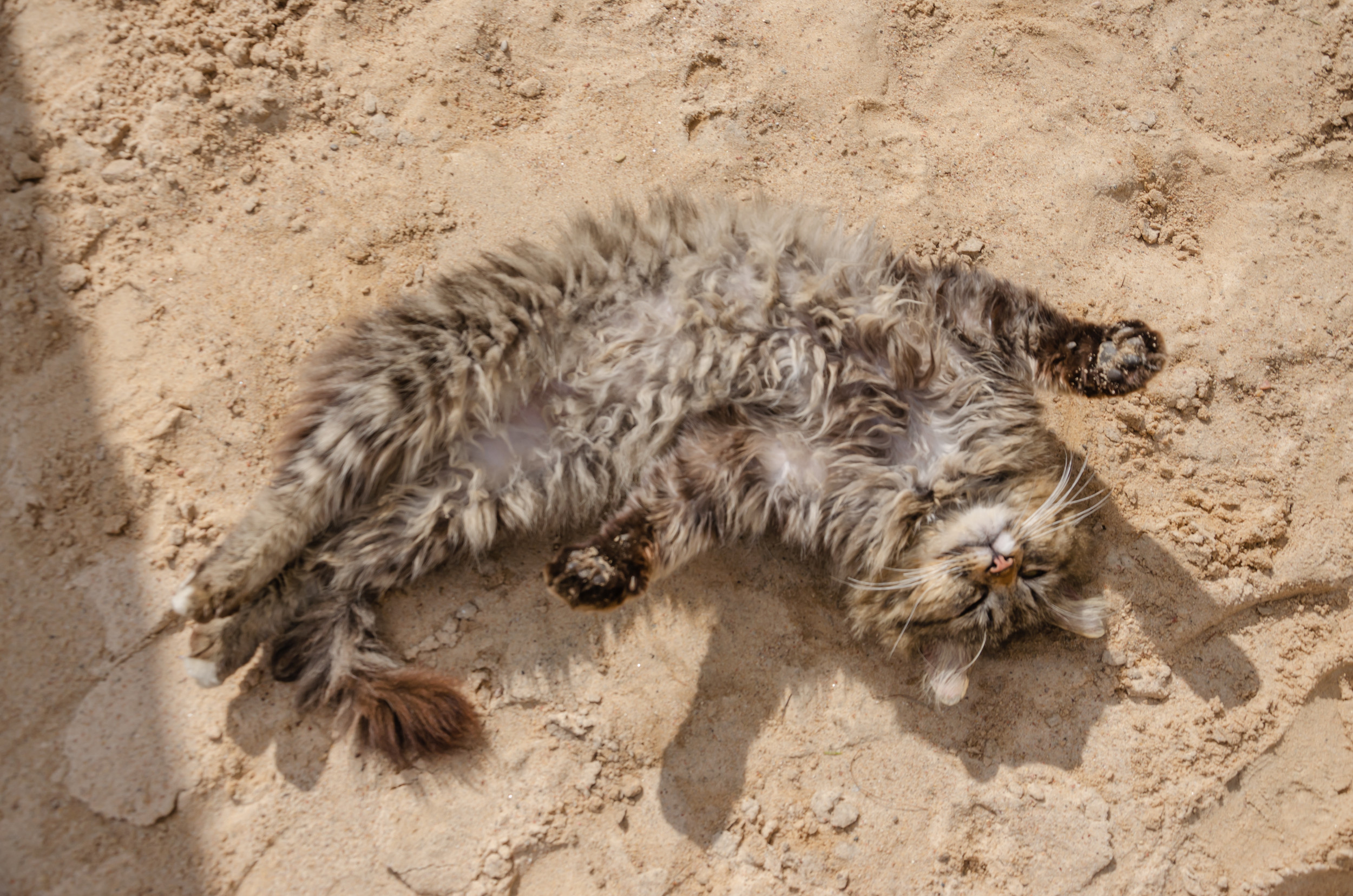Hysterics as Orange Cat Gets Sand Everywhere, Shows Zero Remorse: Proud