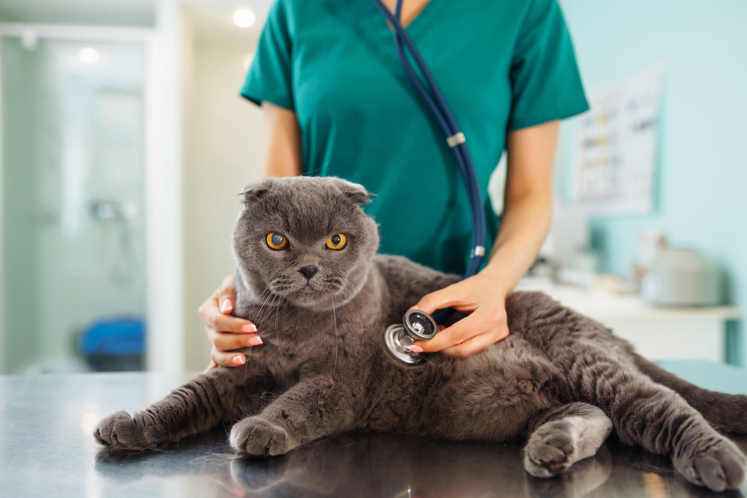 Cat Owner Spends $200 at Vet, Unprepared for Diagnosis