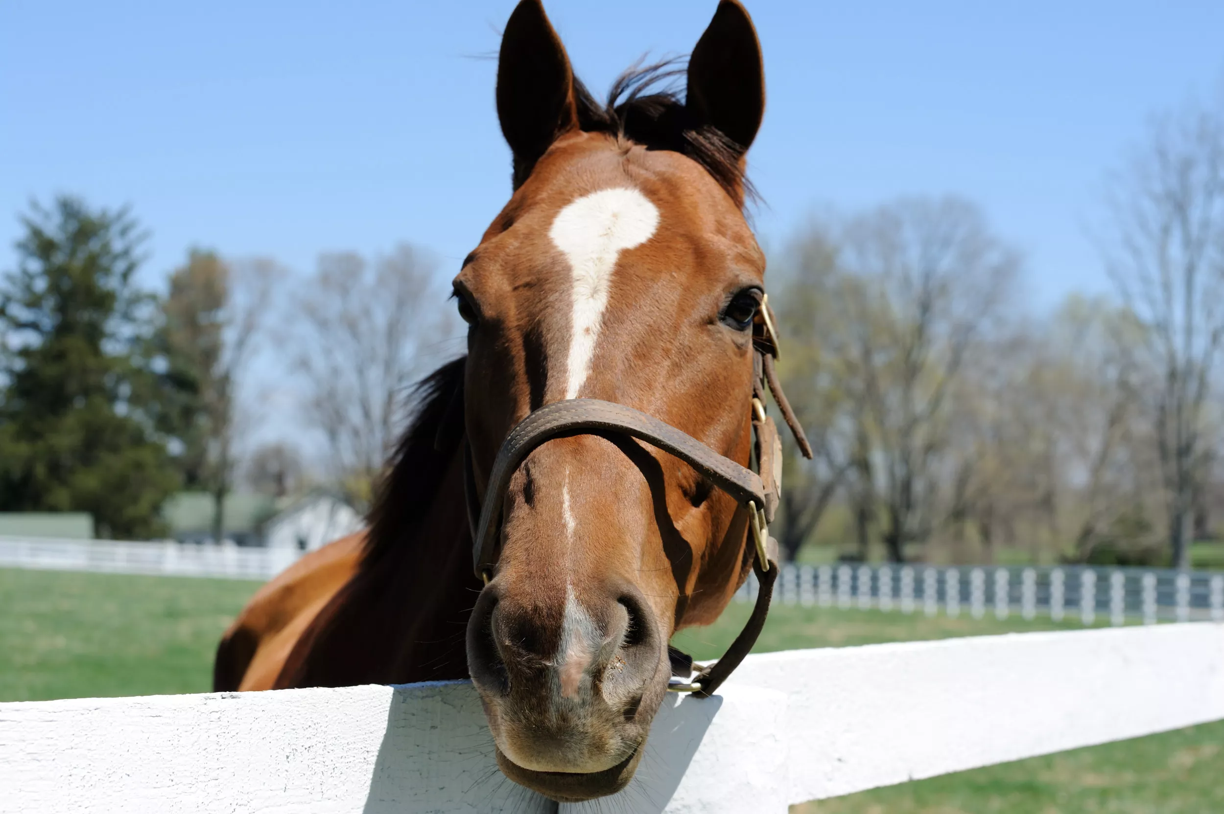 Hearts melt as horse finally gets to "pet" new baby donkey