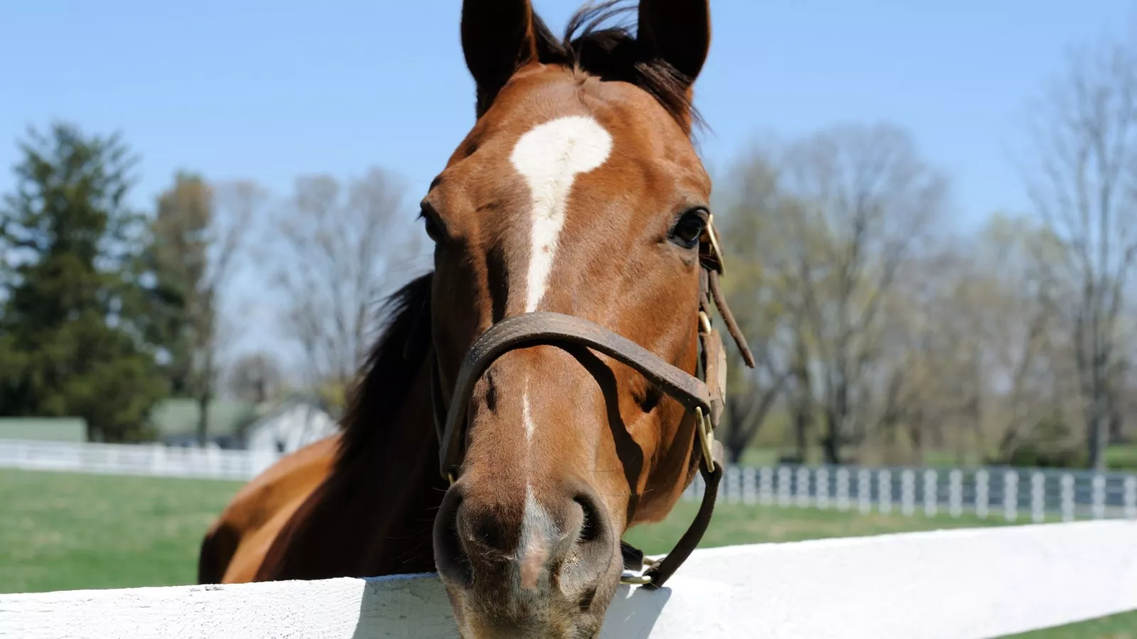 Hearts melt as horse finally gets to "pet" new baby donkey