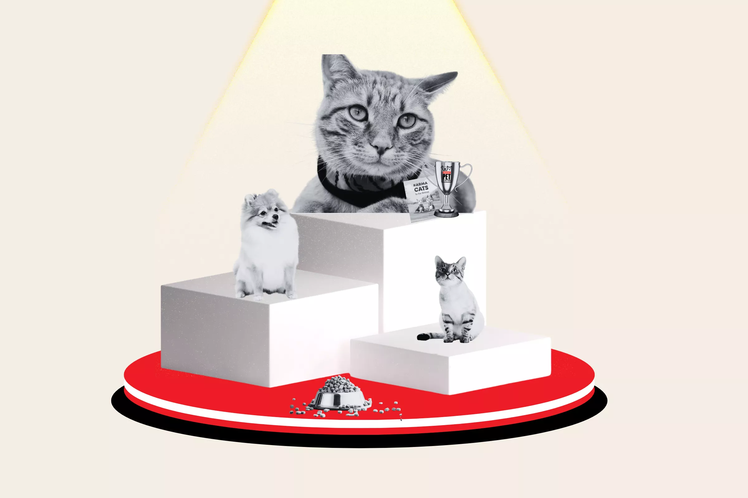 Noah, adopted stray cat who loves leash walks, wins Pet of the Year