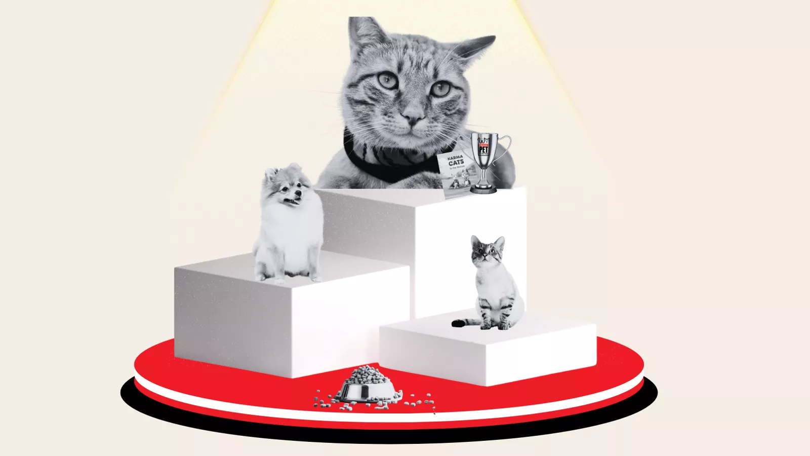 Noah, adopted stray cat who loves leash walks, wins Pet of the Year