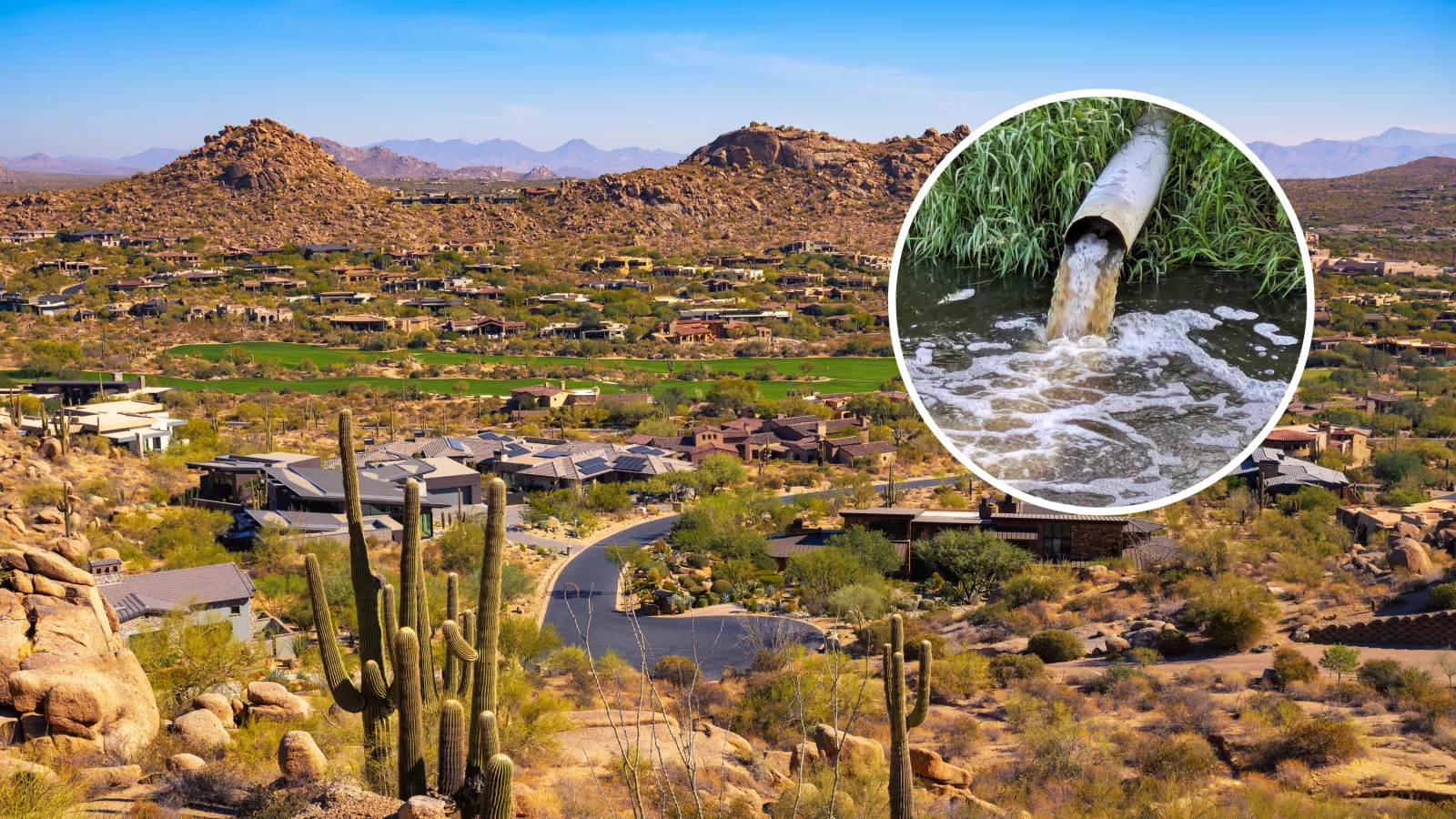 Bird flu detected in wastewater of three Arizona cities