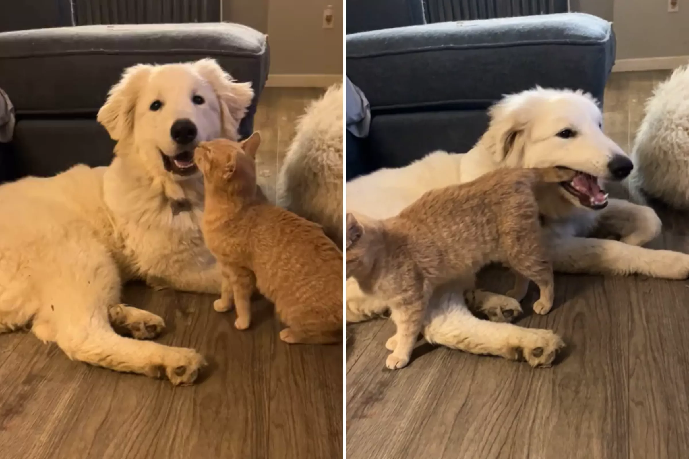 Cat waves his tail in front of puppy, she immediately sees an opportunity