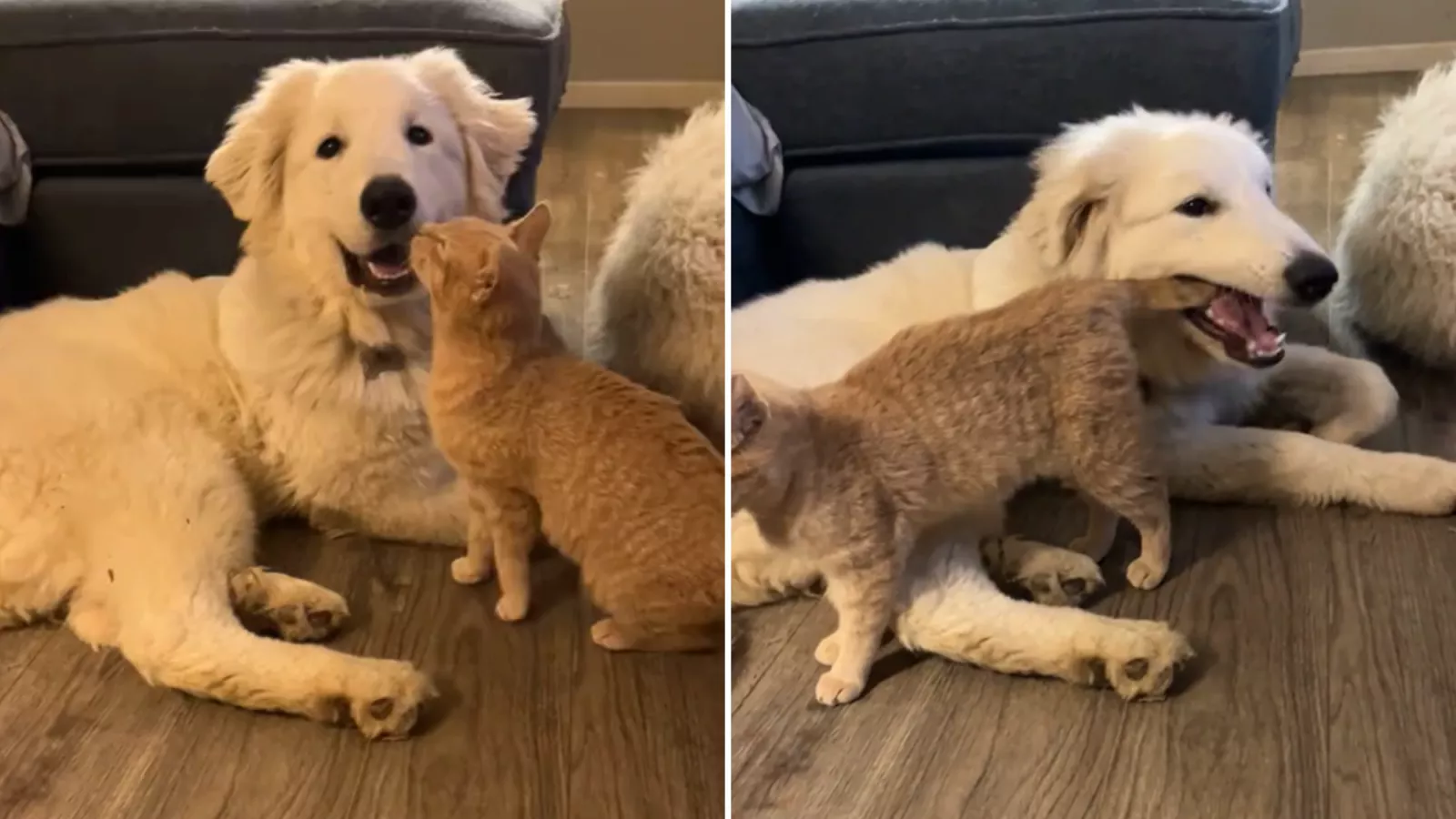 Cat waves his tail in front of puppy, she immediately sees an opportunity