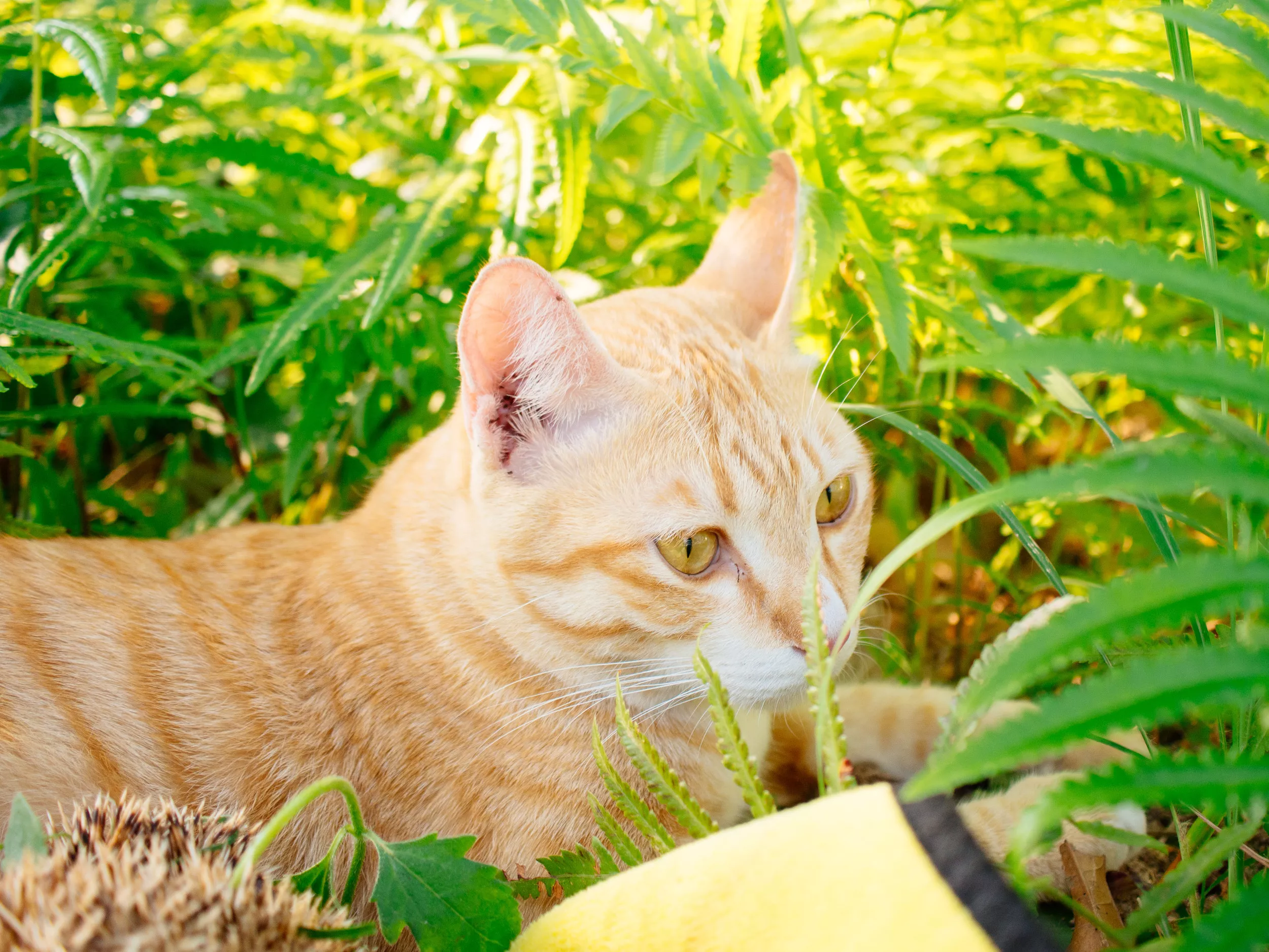 Cat chewing on unusual snack delights the internet: "Healthier than me"