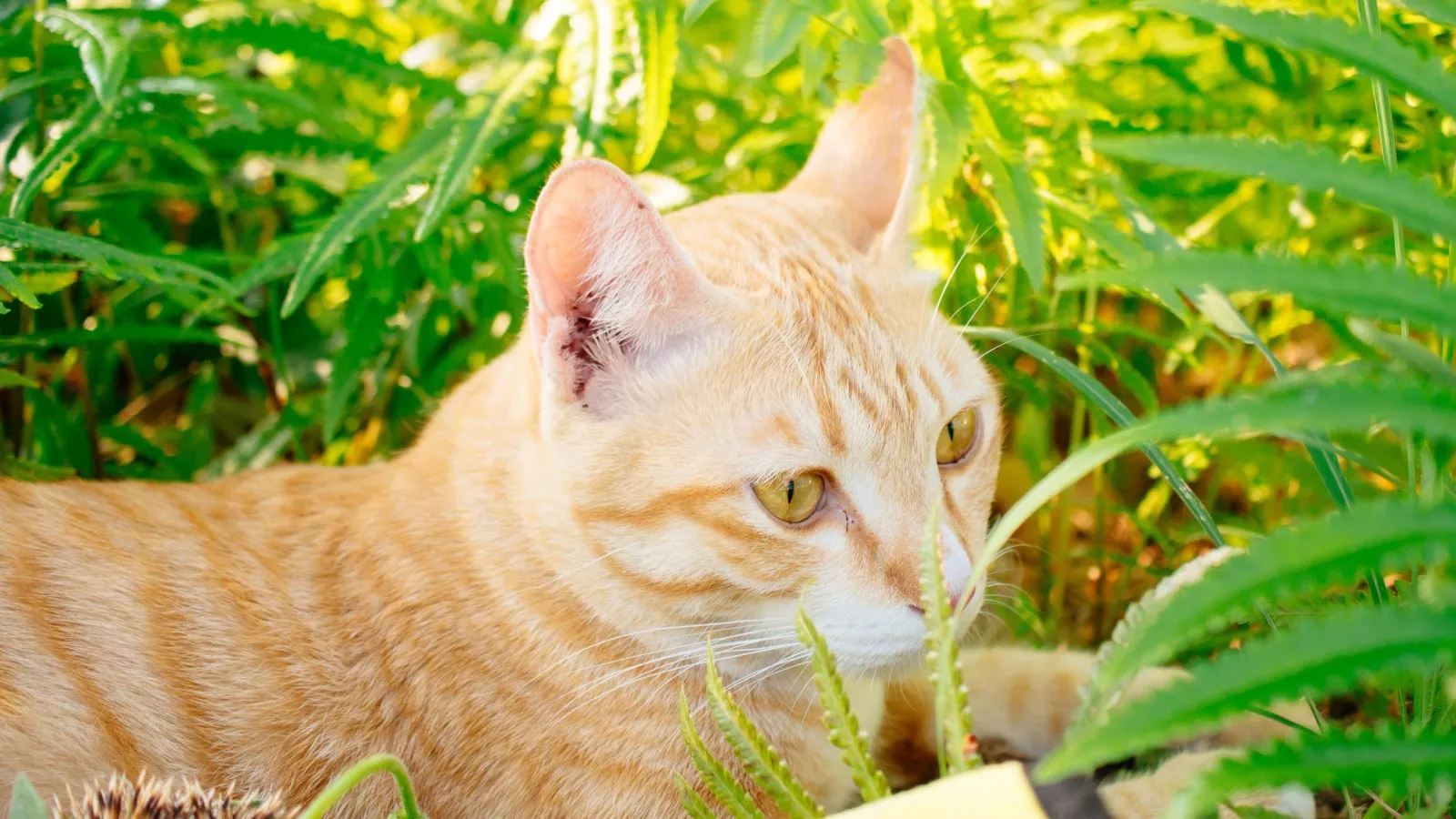 Cat chewing on unusual snack delights the internet: "Healthier than me"