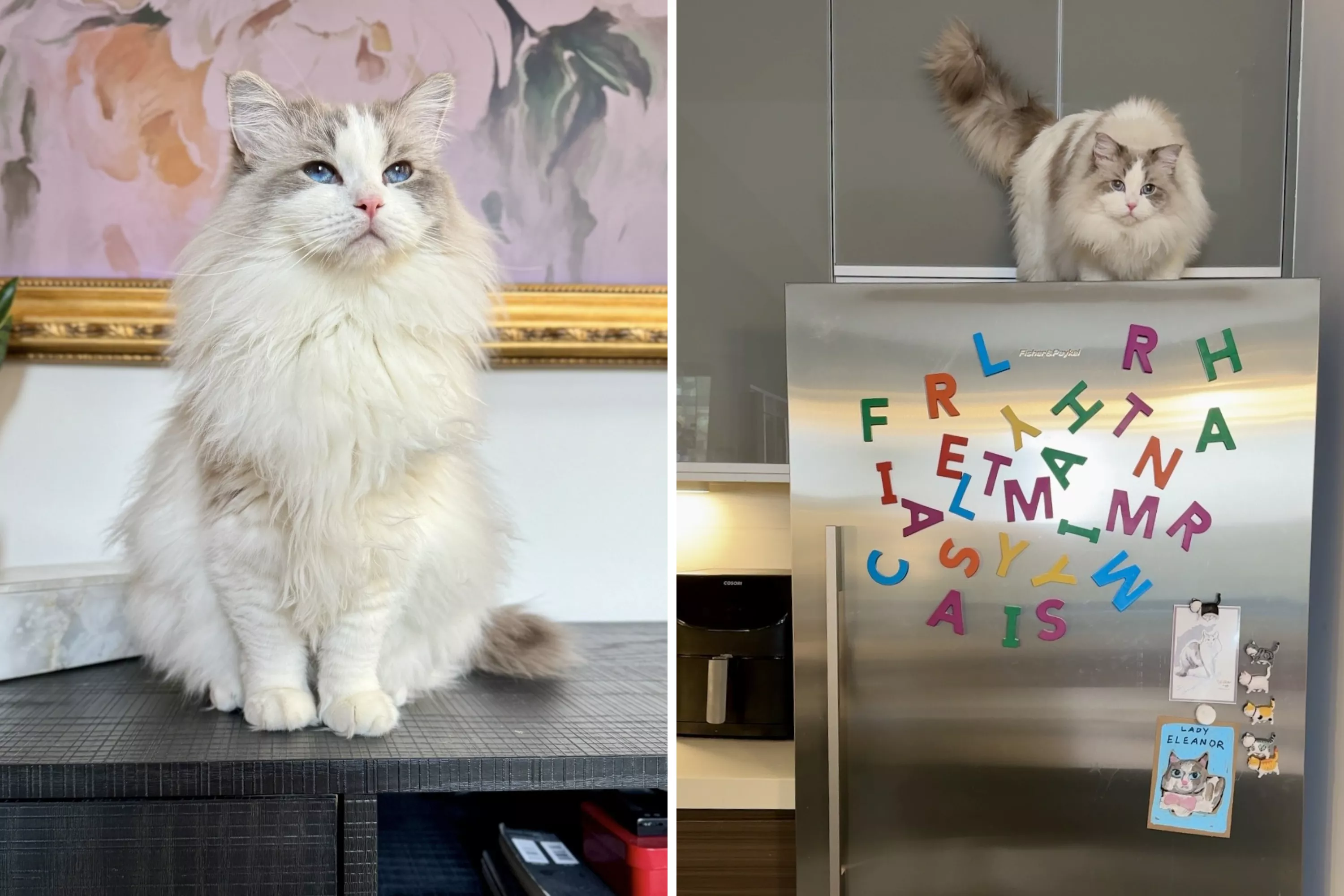 Footage captures cat's hilarious nightly quest: "thief origin story"