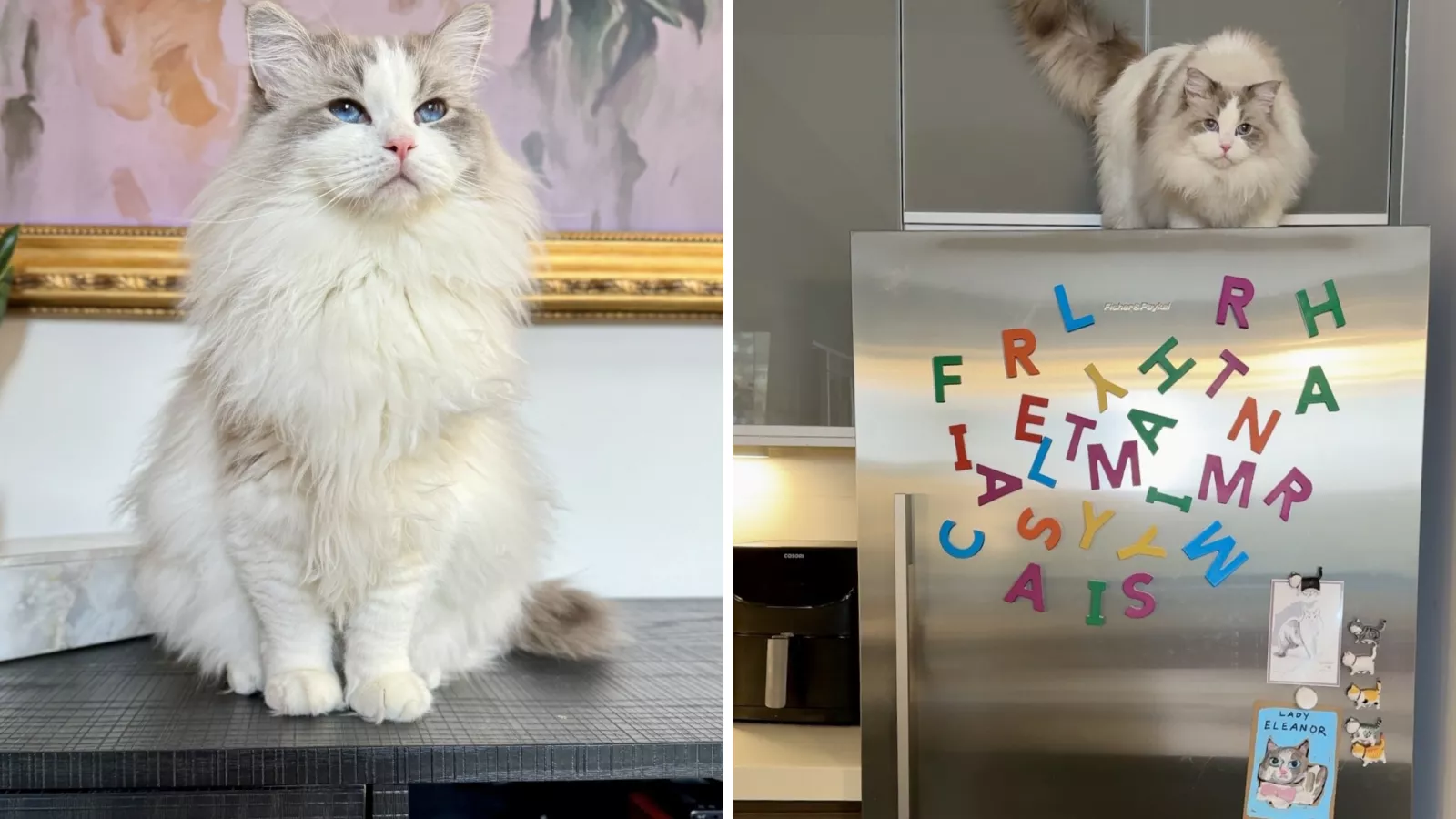 Footage captures cat's hilarious nightly quest: "thief origin story"