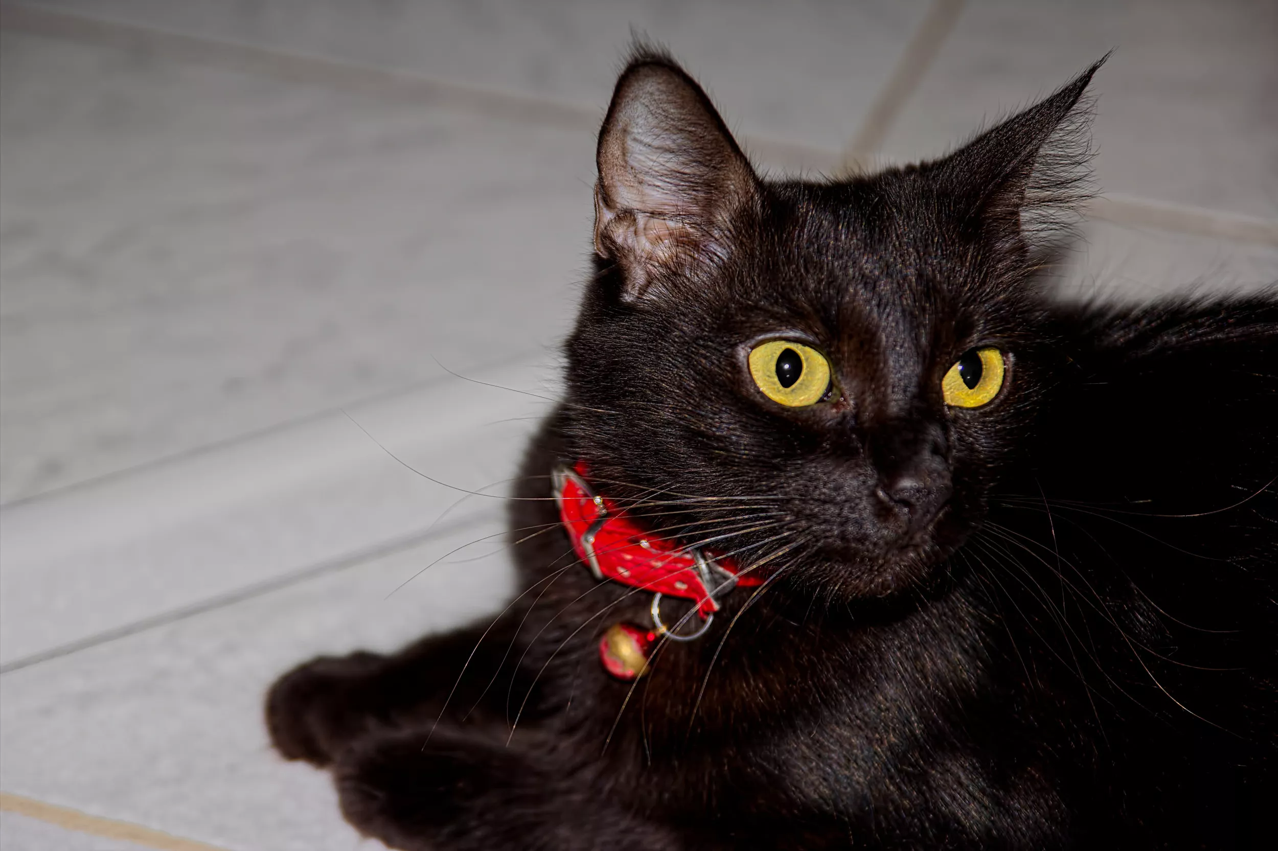 Black cat's favorite hobby goes viral: "this is the dream"