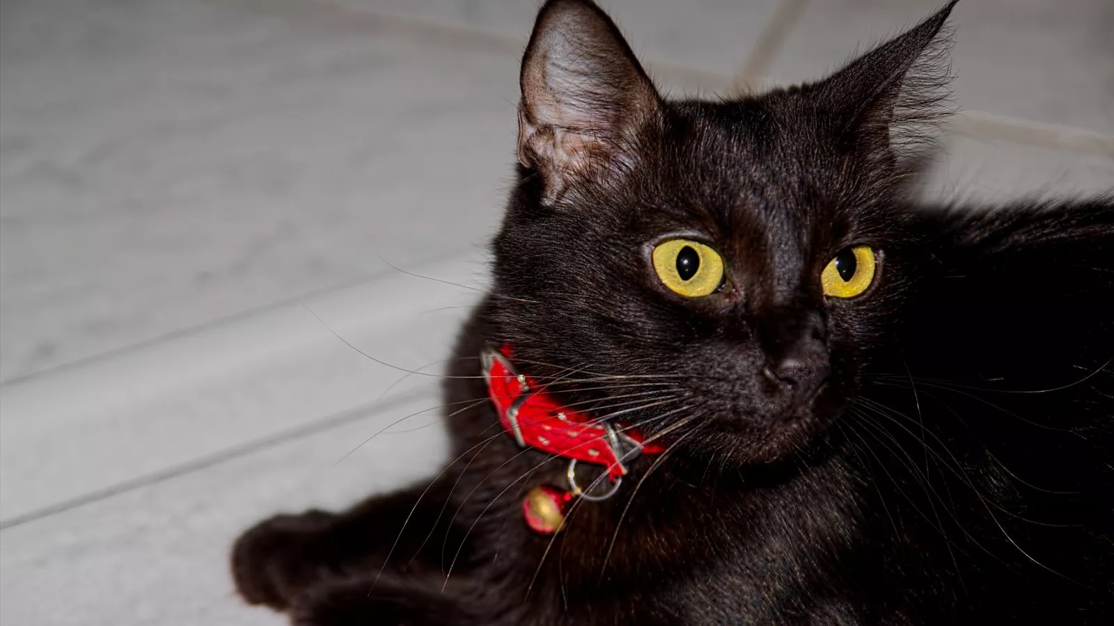 Black cat's favorite hobby goes viral: "this is the dream"