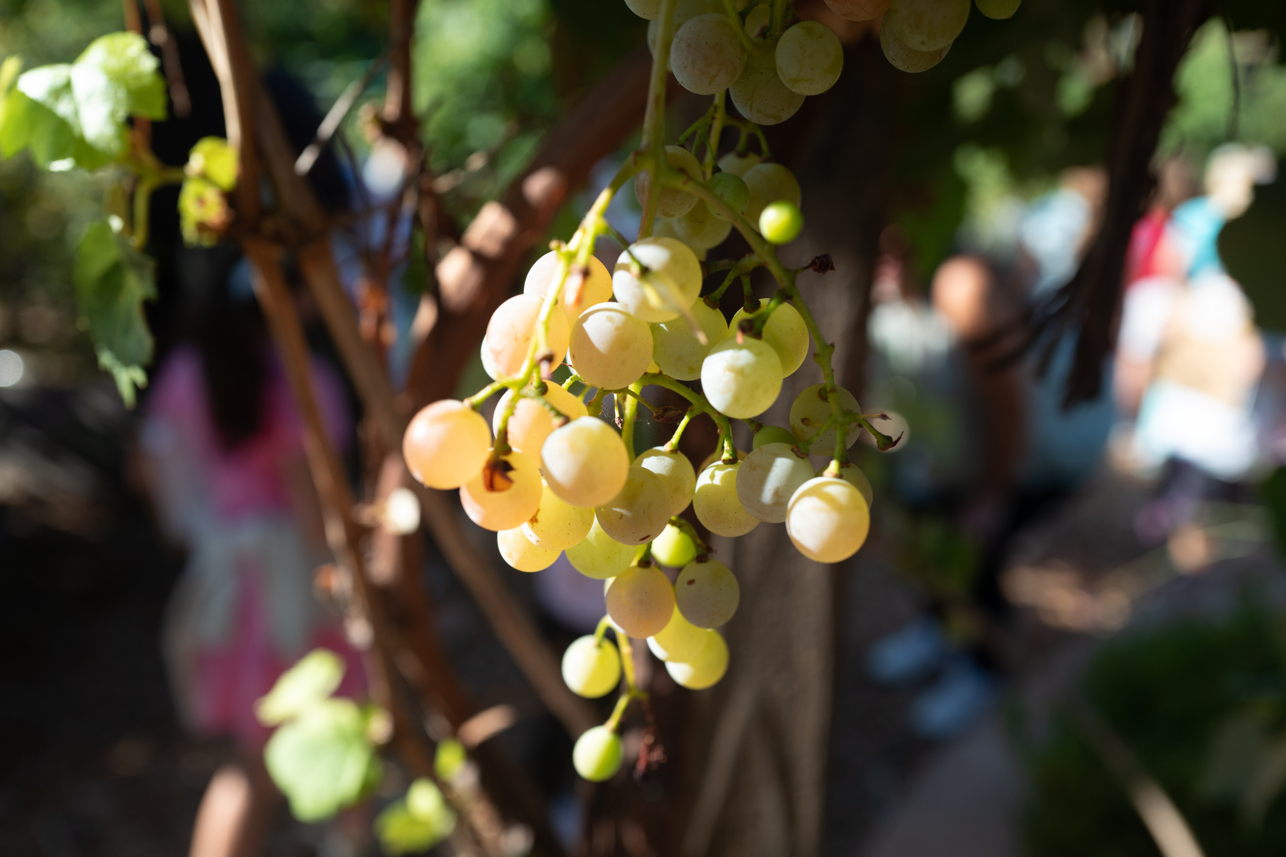 Eating Grapes Under the Table on New Year's Eve? How TikTok Helped
