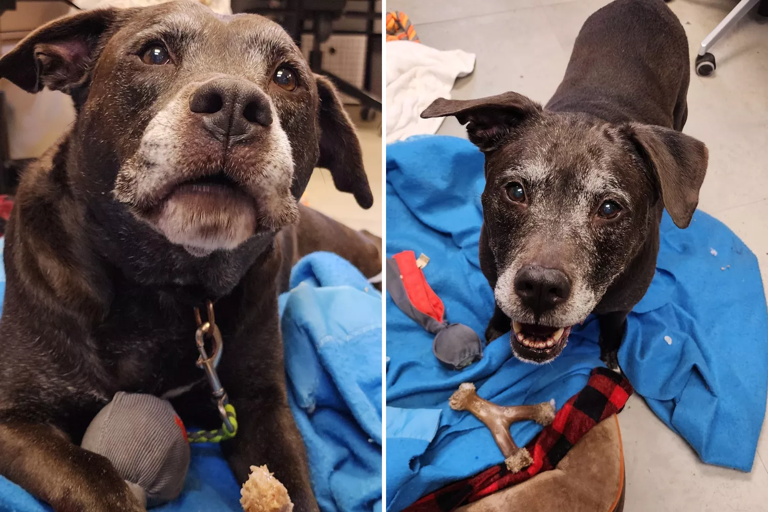 Senior dog back in shelter after owner dies waits at door "crying softly"