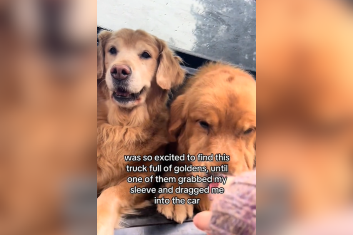 Goldens in care