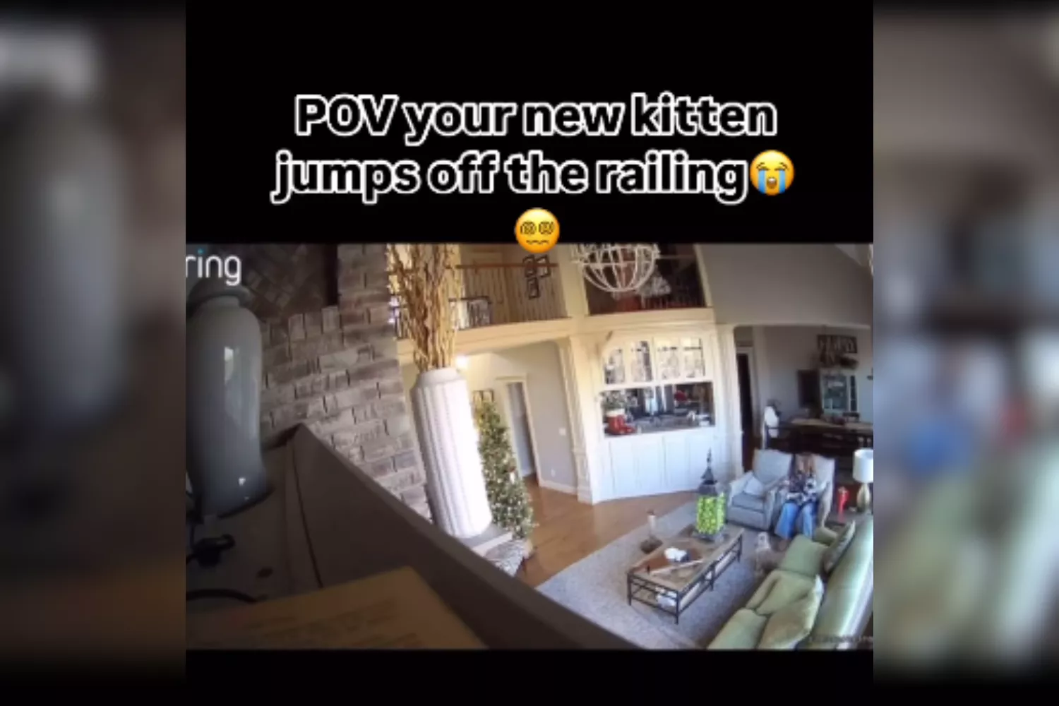 Pet cam captures new kitten's death-defying jump from second floor