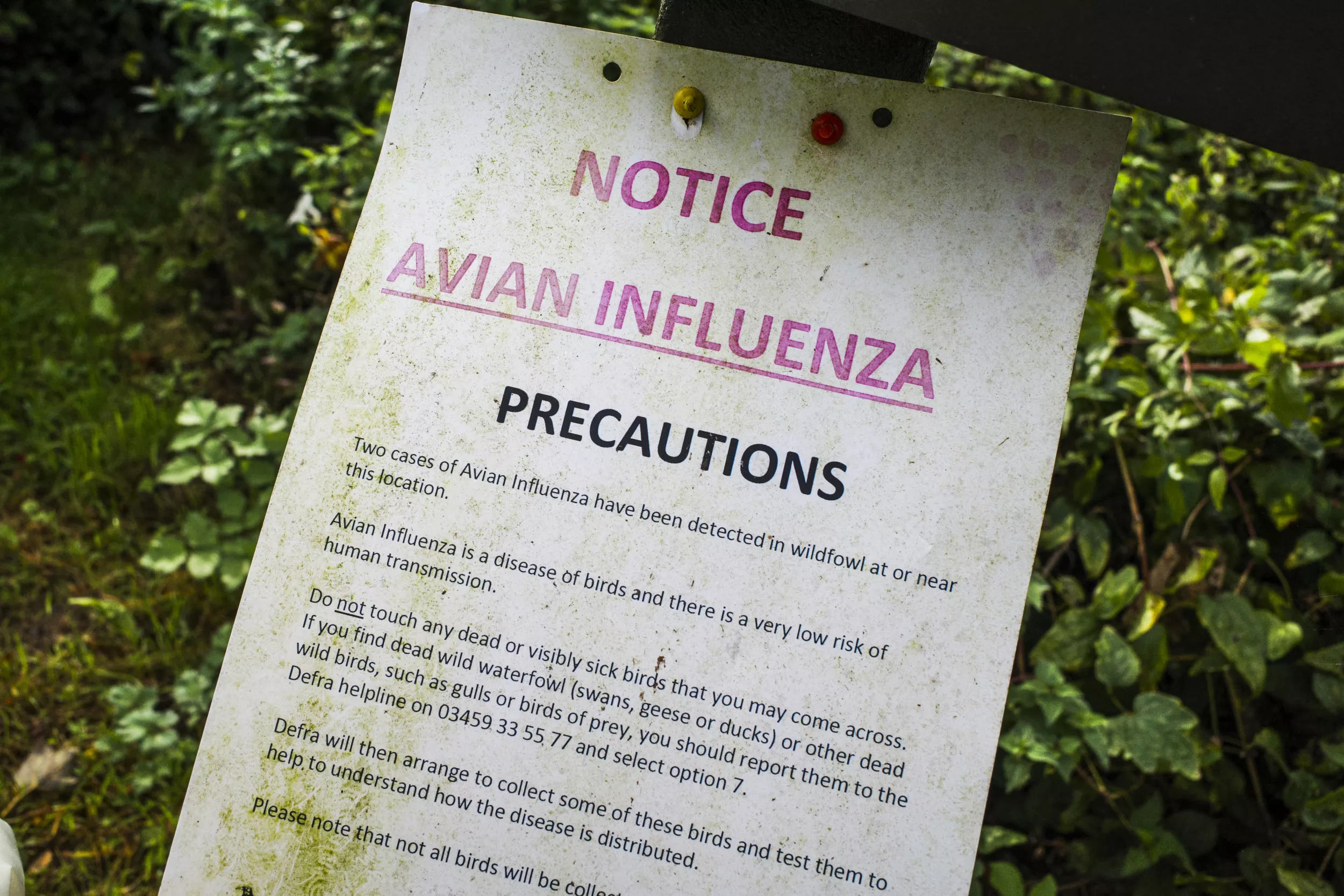Teen hospitalized for bird flu shows "worrisome" change in people