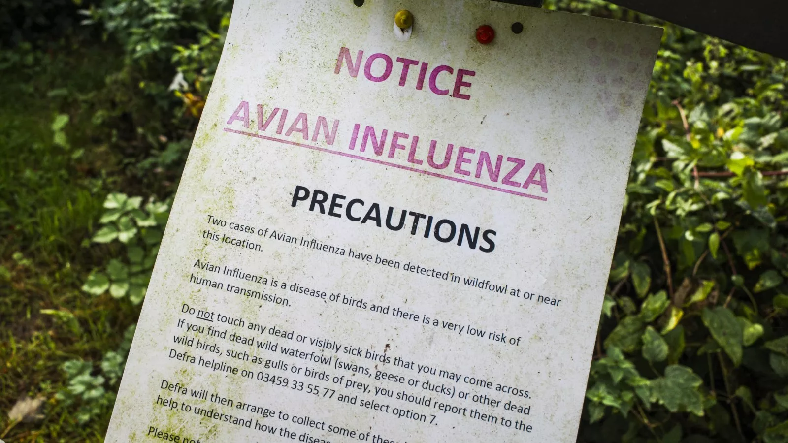 Teen hospitalized for bird flu shows "worrisome" change in people