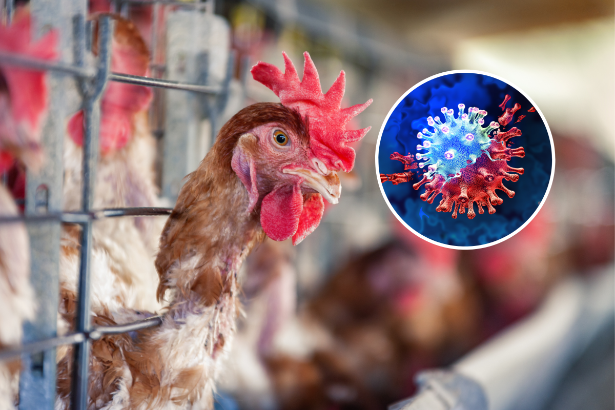 Chicken flu caution over new virus chance: “vital public well being worry”